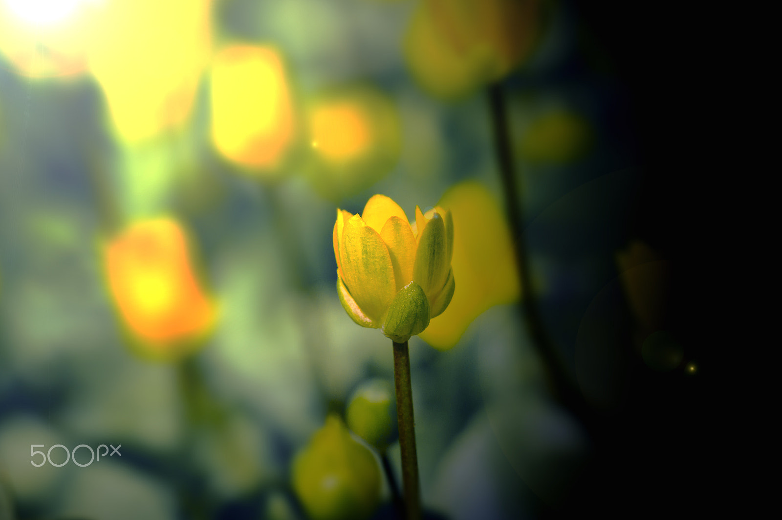 Sony SLT-A57 + Minolta AF 100mm F2.8 Macro [New] sample photo. Yellow flower variety  sun photography