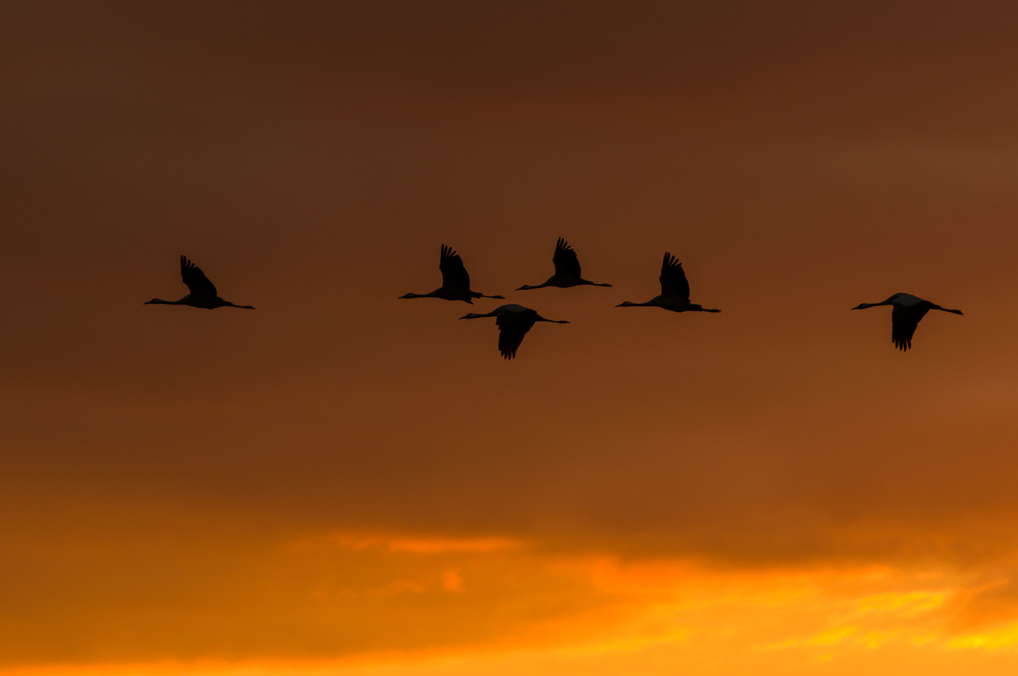 Pentax smc DA* 300mm F4.0 ED (IF) SDM sample photo. Grues cendrées photography