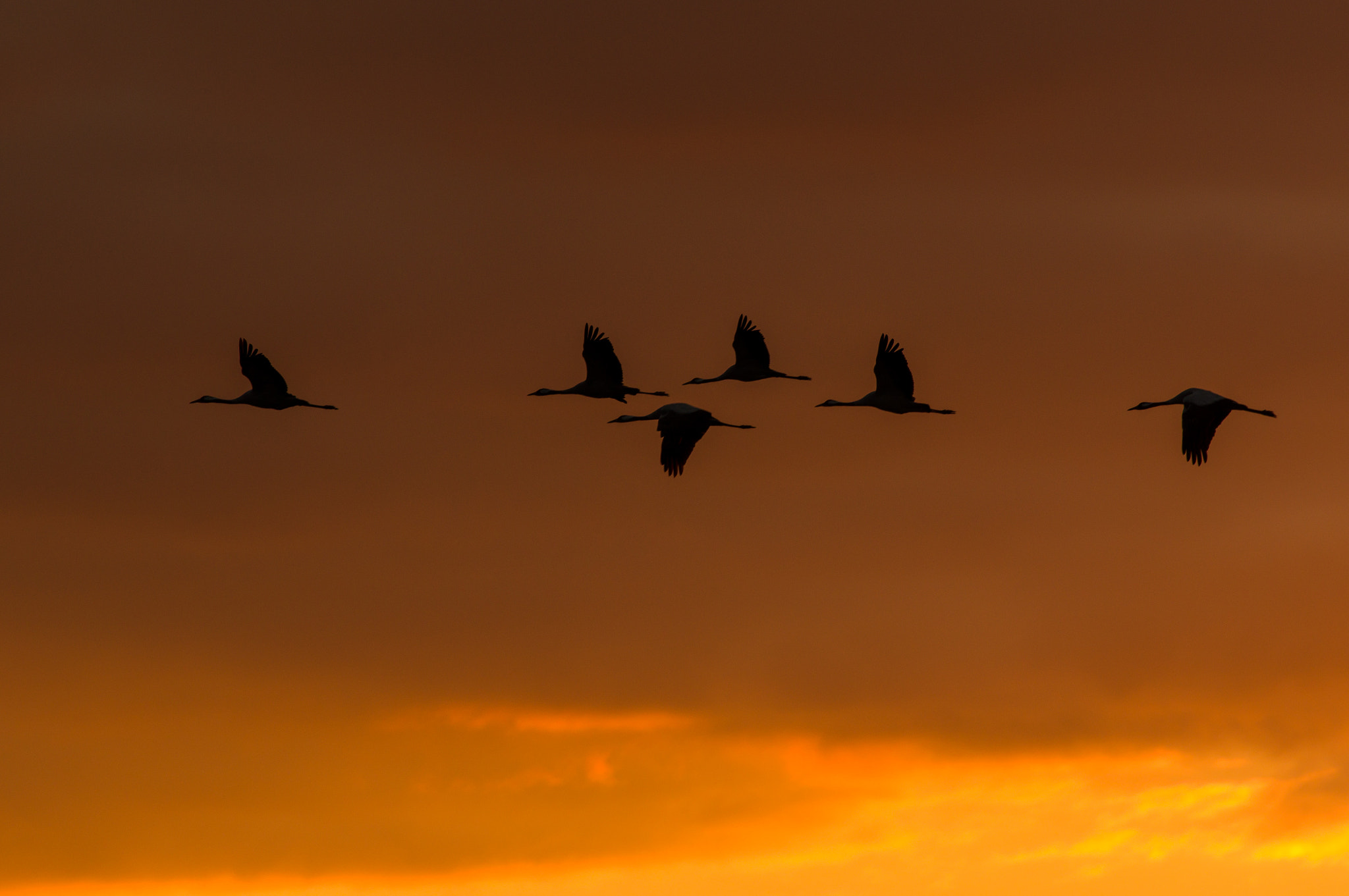 Pentax K-3 sample photo. Grues cendrées photography