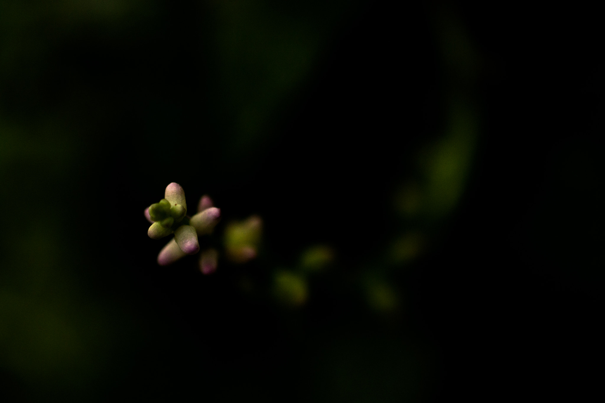 Nikon AF-S DX Micro Nikkor 40mm F2.8 sample photo