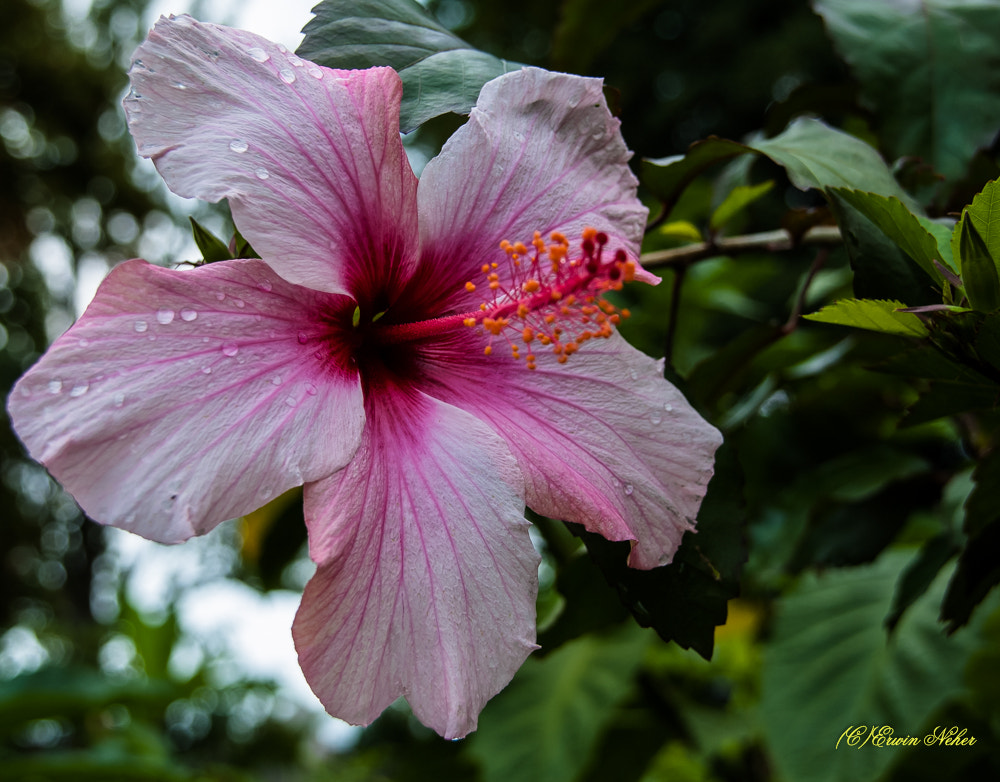 Nikon D50 + Sigma 18-200mm F3.5-6.3 DC sample photo. Flower(hibiscus) photography