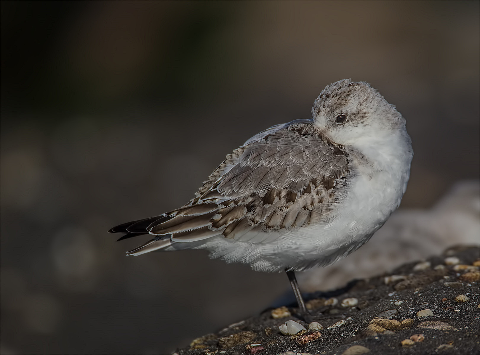 Canon EF 500mm F4L IS USM sample photo. Sanderling resting on the shore photography