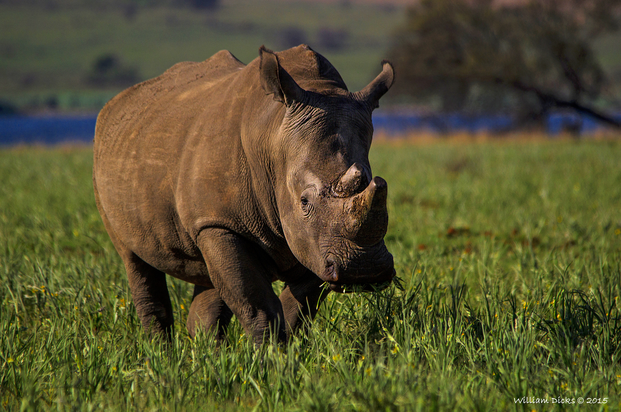 Sony SLT-A37 + Sigma 150-500mm F5-6.3 DG OS HSM sample photo. Rhino grazing photography