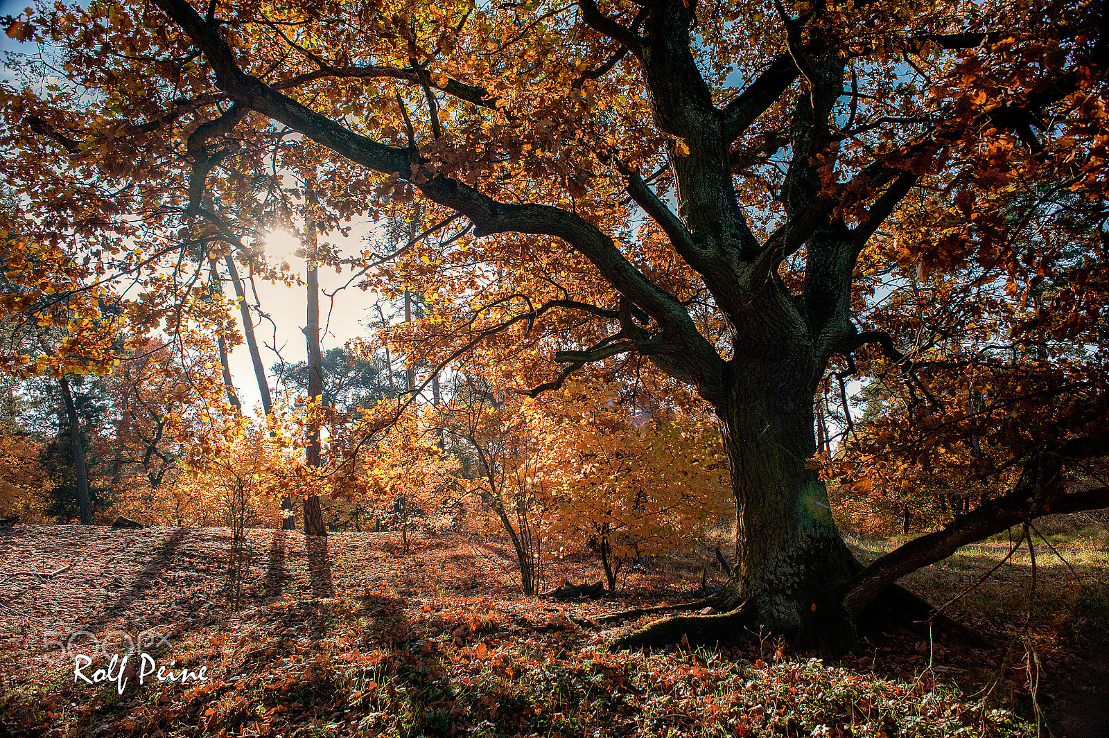 Nikon D700 + AF Nikkor 24mm f/2.8 sample photo. Kinsteere im herbst photography