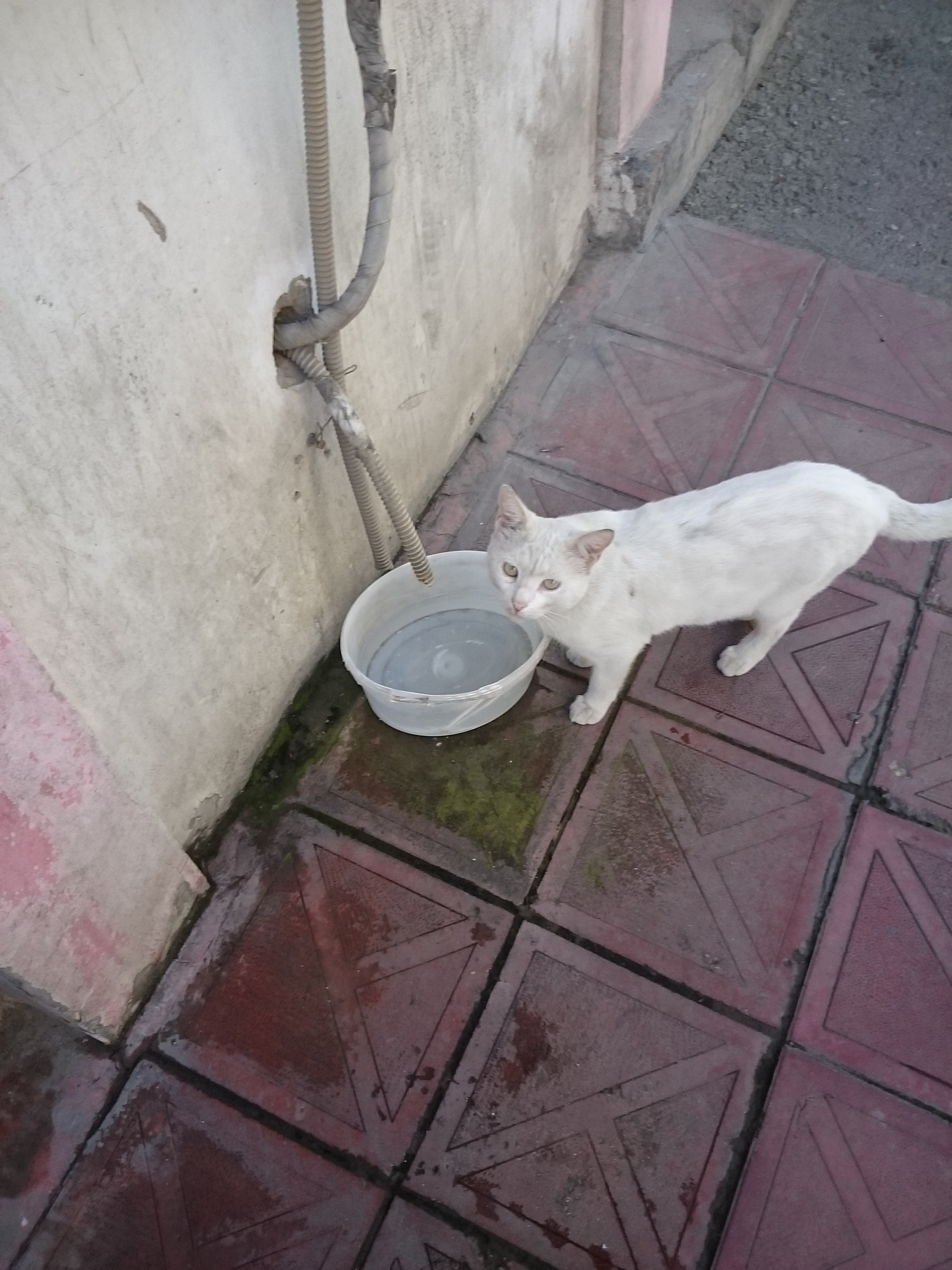 Sony Xperia Z Ultra sample photo. Cat photography
