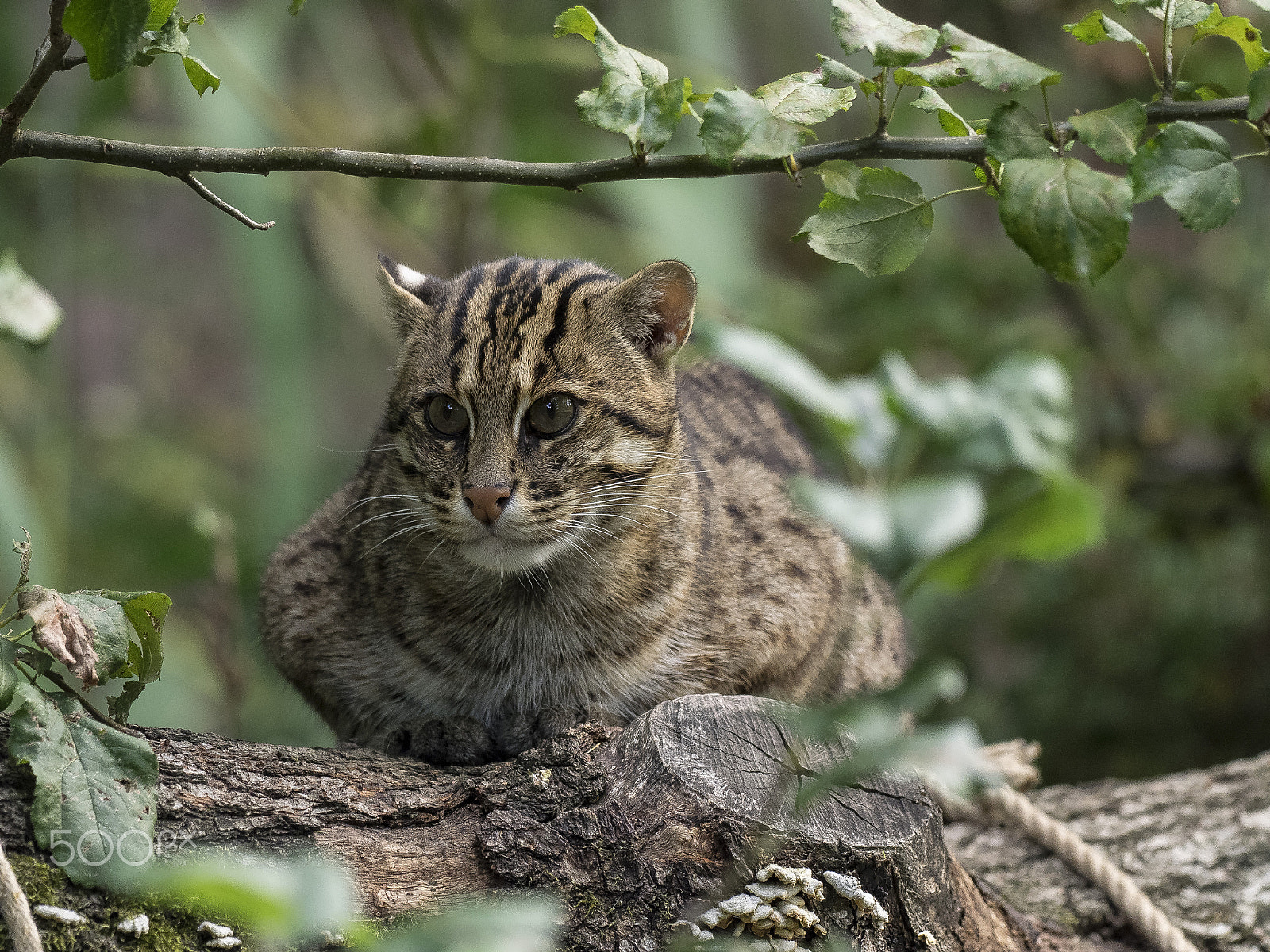Olympus OM-D E-M1 + OLYMPUS M.300mm F4.0 sample photo. Fishing cat photography