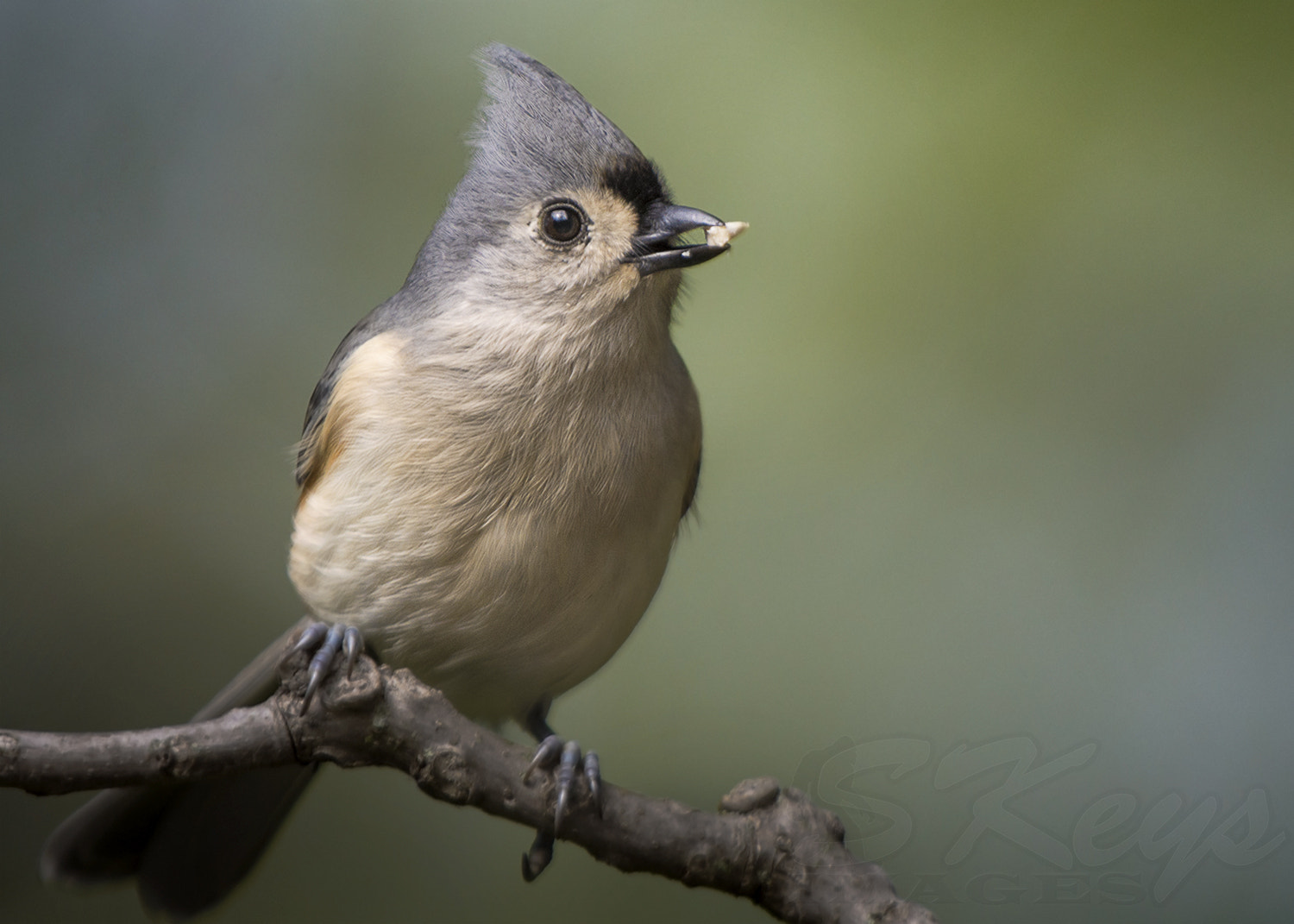Sigma 500mm F4.5 EX DG HSM sample photo. Seed (tufted titmouse portrait) photography