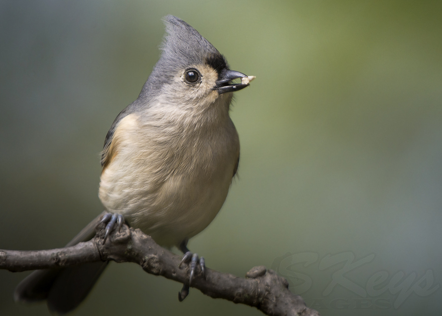 Nikon D7200 + Sigma 500mm F4.5 EX DG HSM sample photo. Seed (tufted titmouse portrait) photography