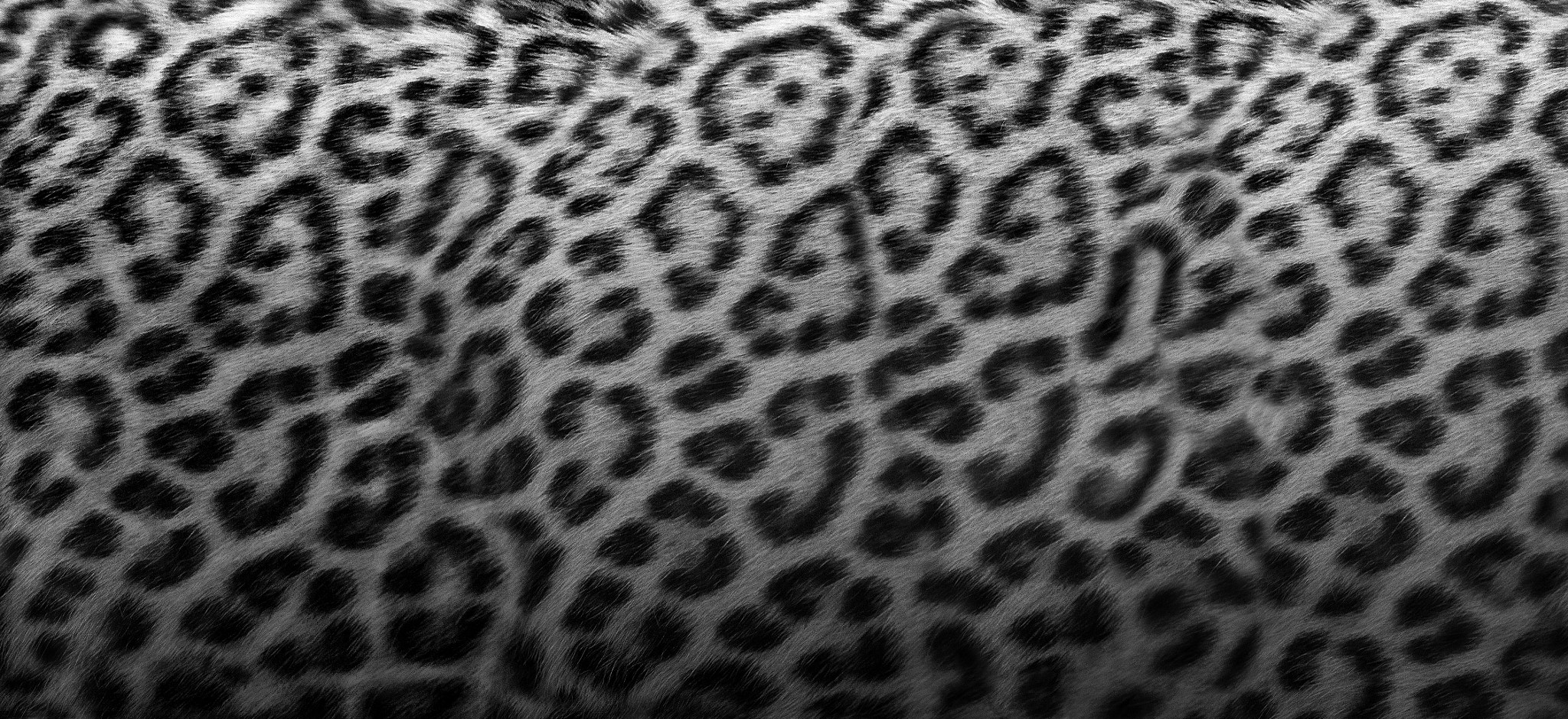 Sigma 70-300mm F4-5.6 APO DG Macro sample photo. Leopard photography