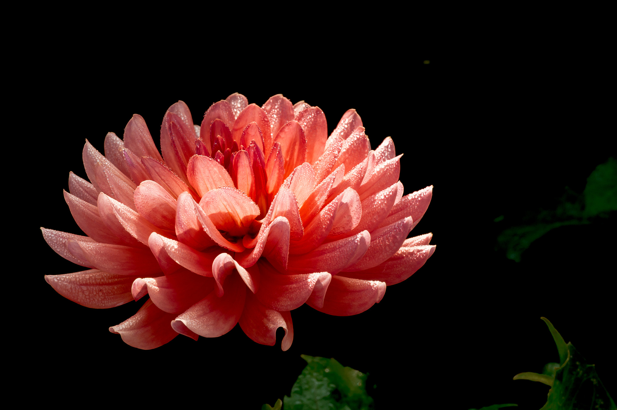 Sony E 30mm F3.5 Macro sample photo. Dahlia ii photography