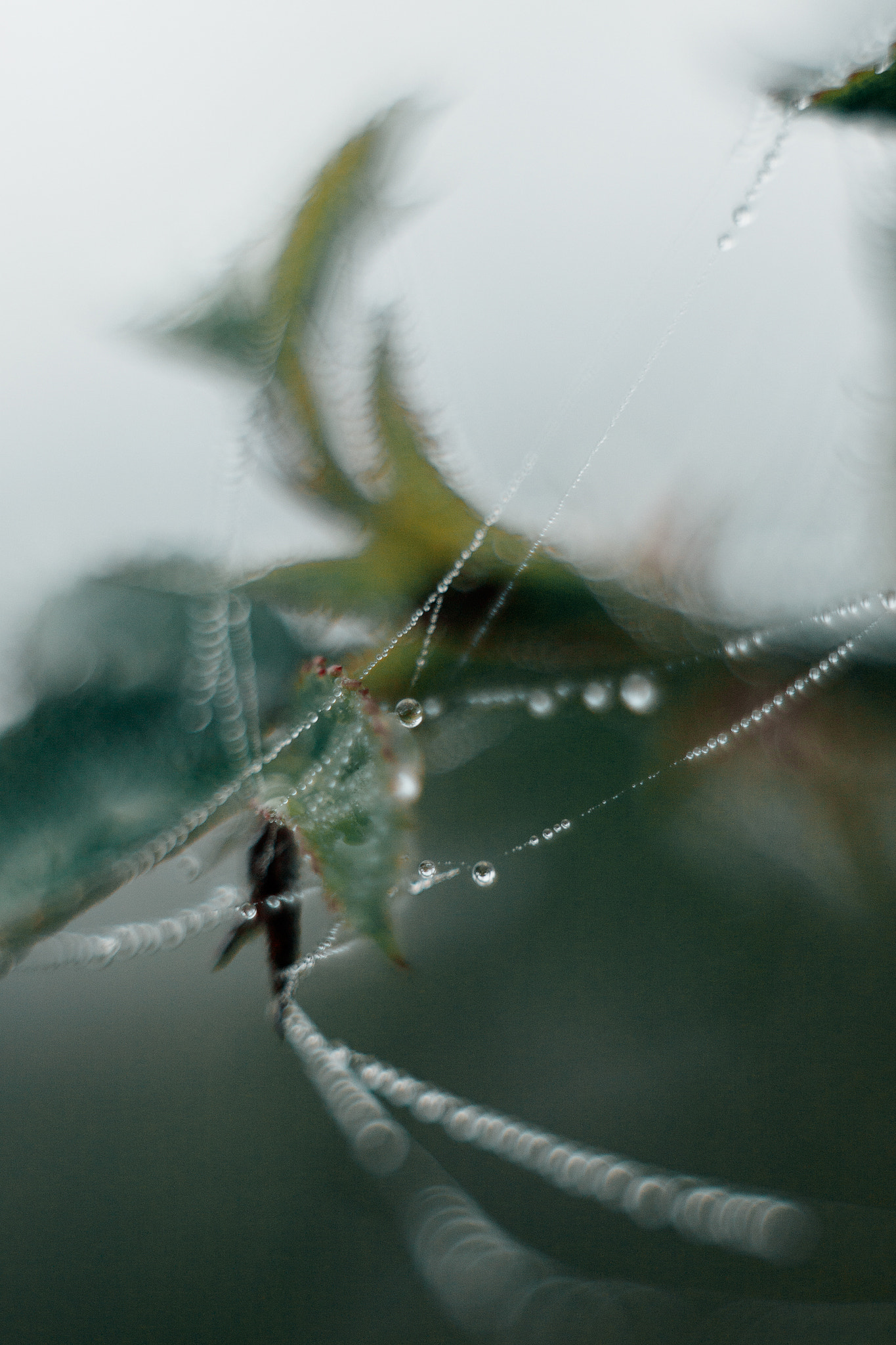 Canon EF 35-80mm f/4-5.6 sample photo. Fog drops_1 photography