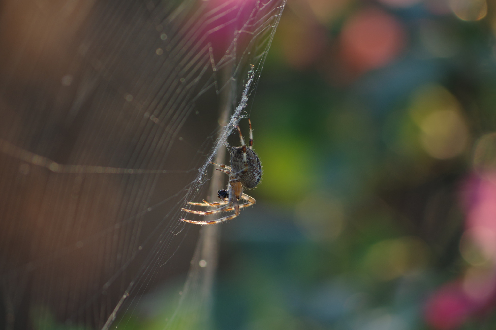 Pentax K-3 II + Pentax smc DA 55-300mm F4.0-5.8 ED sample photo. Spider web photography