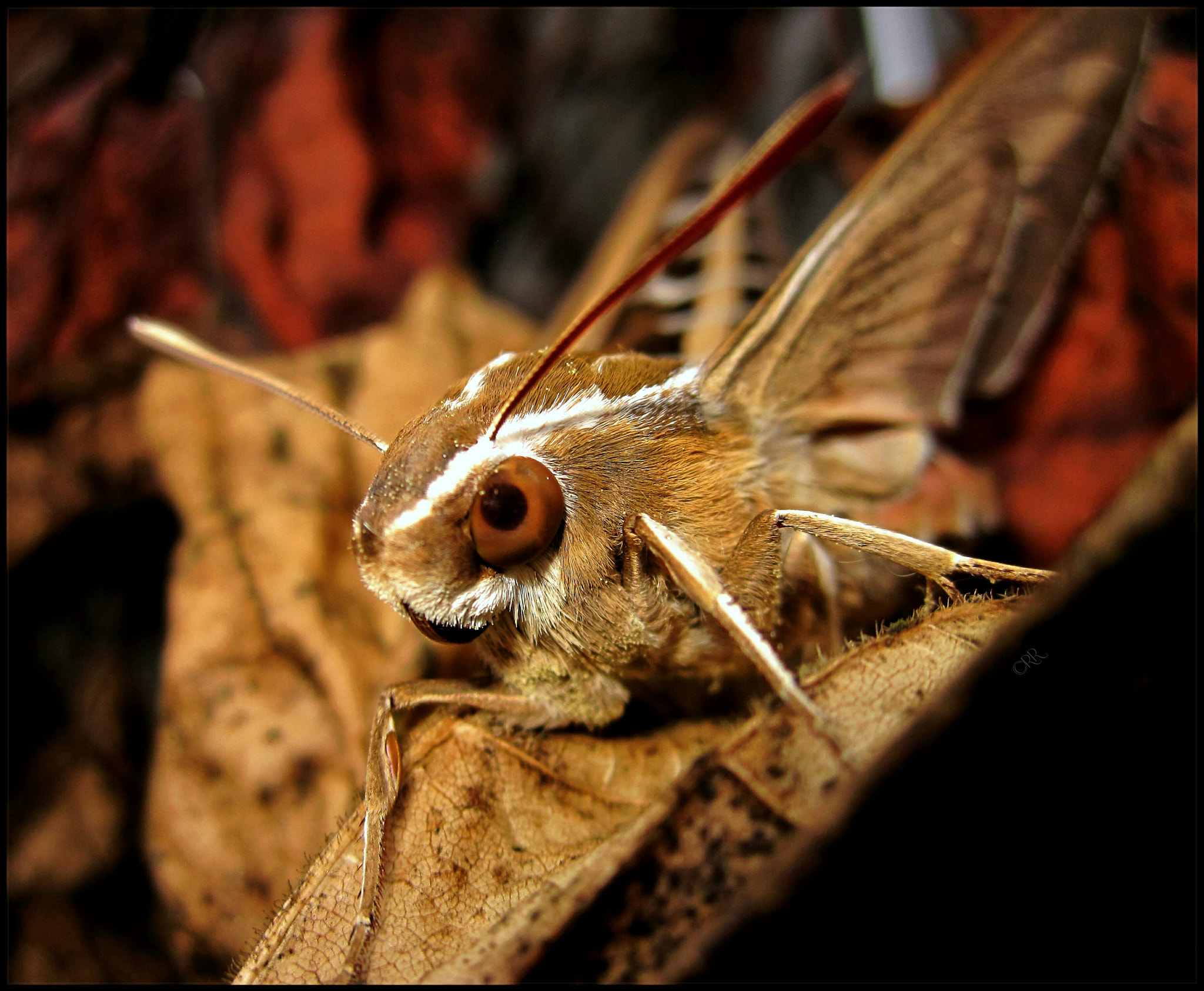 Canon PowerShot SD780 IS (Digital IXUS 100 IS / IXY Digital 210 IS) sample photo. Portrait of a sphinx moth photography
