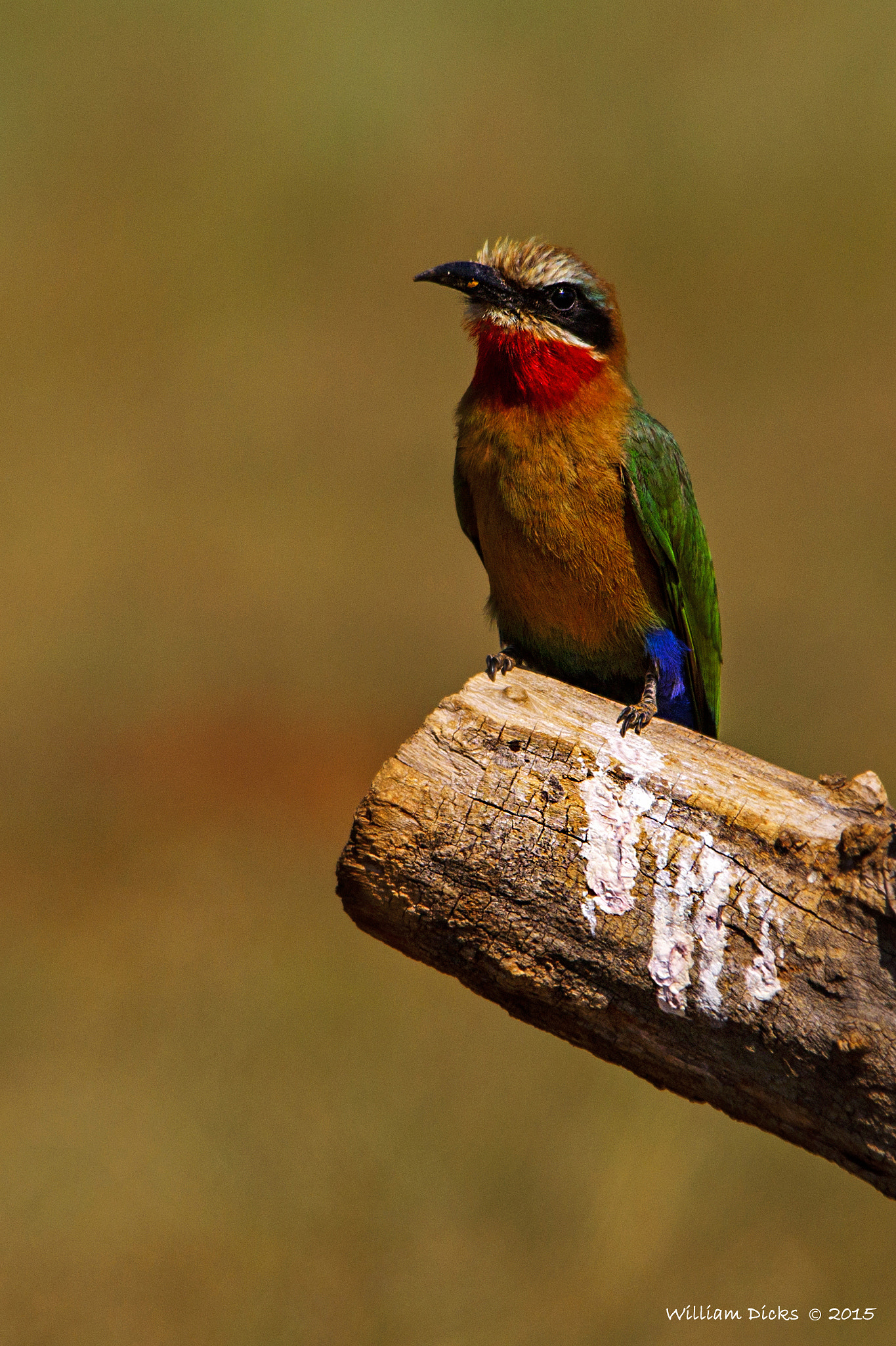 Sony SLT-A37 sample photo. White-fronted bee eater photography