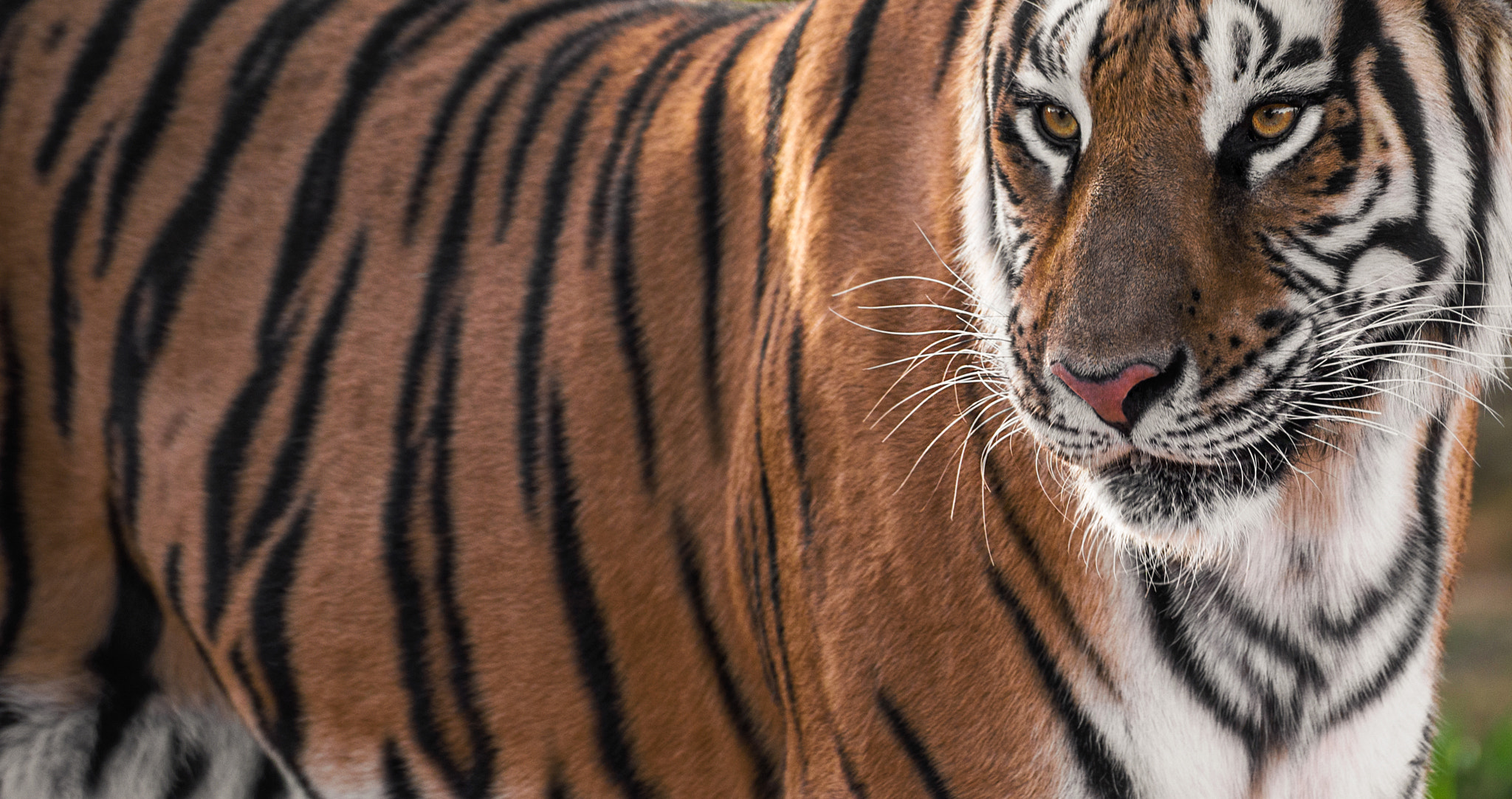 Sigma 70-300mm F4-5.6 APO DG Macro sample photo. Tiger photography