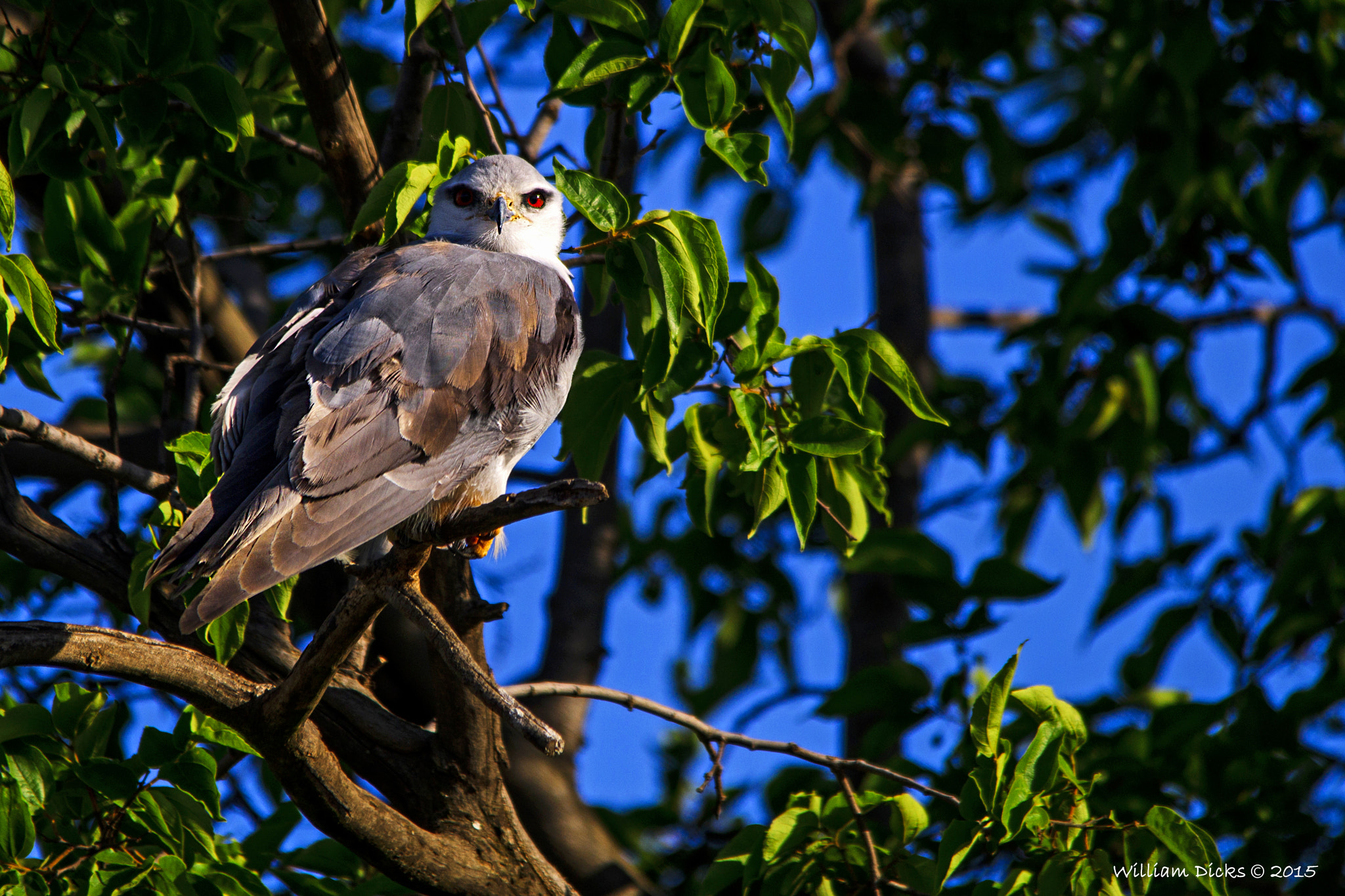 Sony SLT-A37 + Sigma 150-500mm F5-6.3 DG OS HSM sample photo. Black-shouldered kite photography