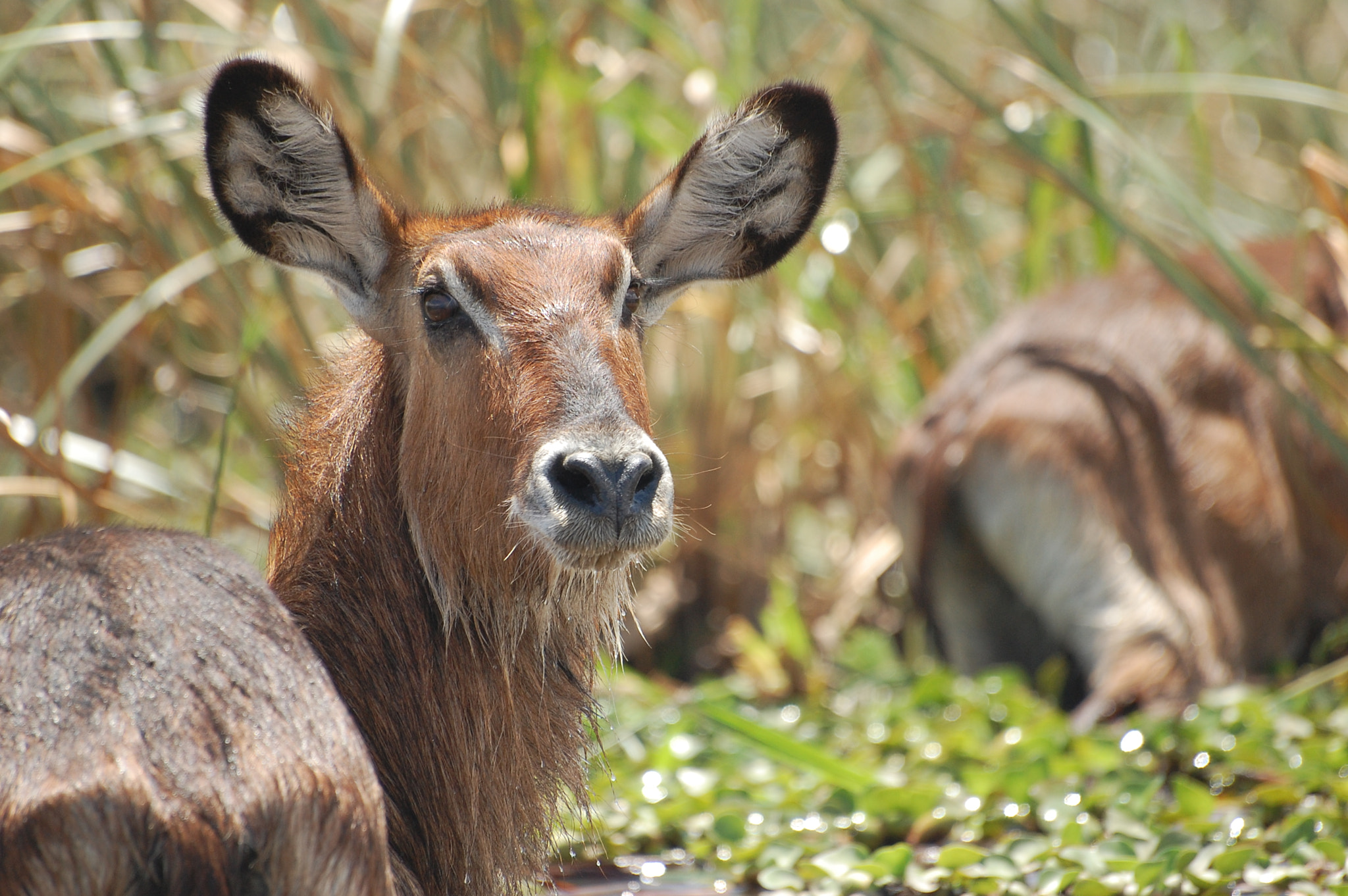 Sigma 70-300mm F4-5.6 APO DG Macro sample photo. Waterbok photography