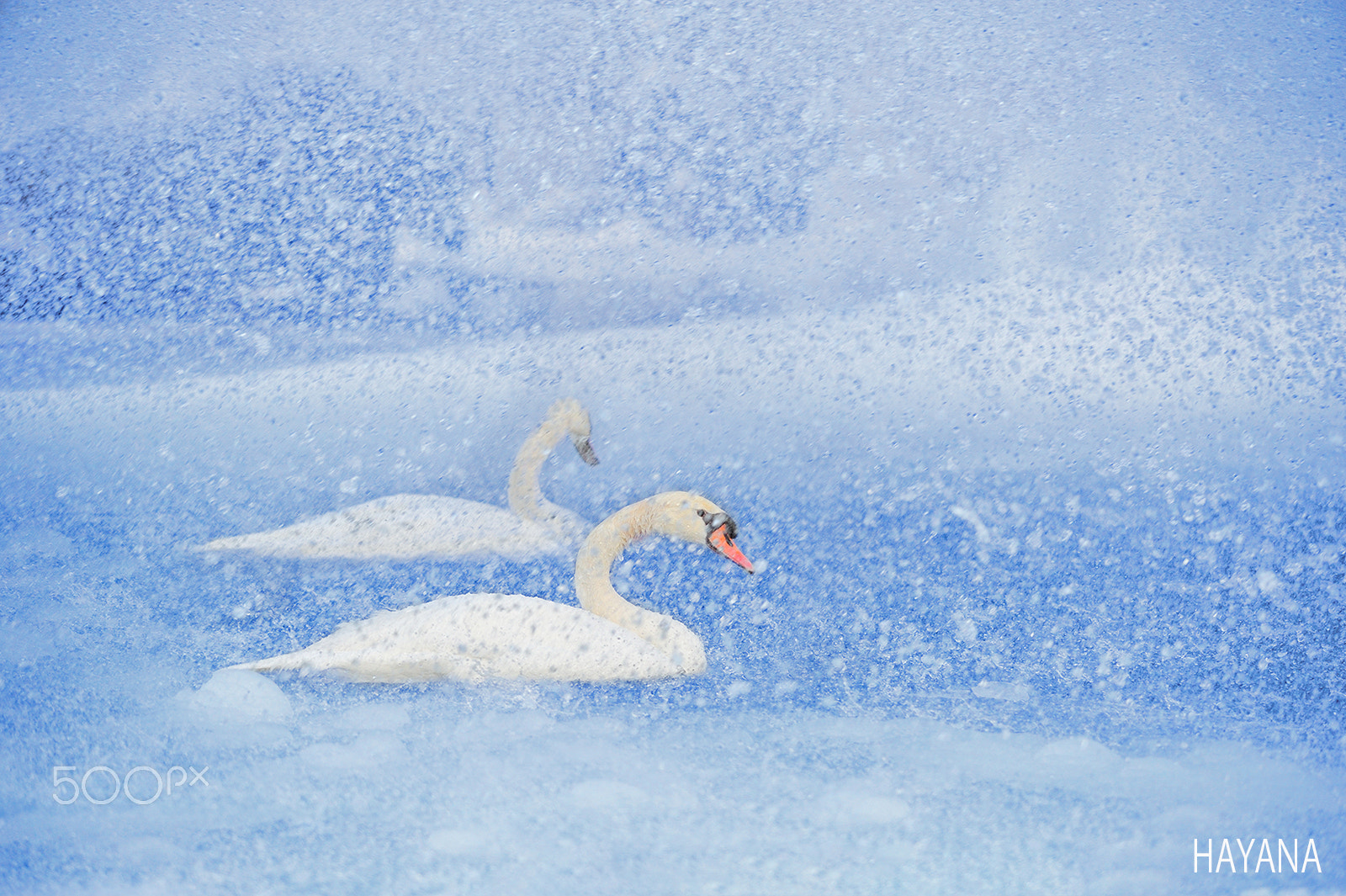 Nikon D3S sample photo. Winter of swan photography
