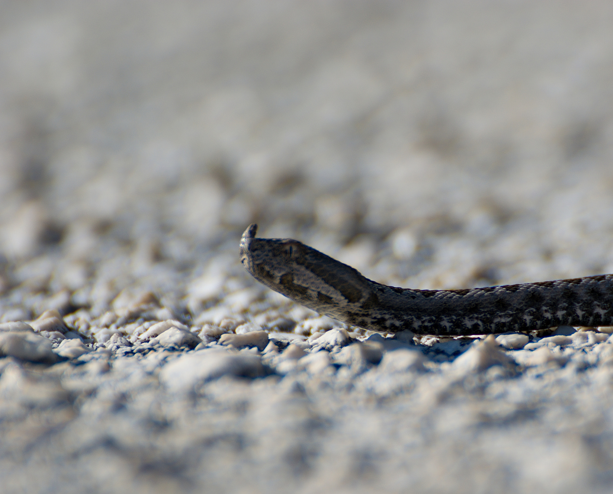 70.00 - 300.00 mm f/4.0 - 5.6 sample photo. Baby viper photography