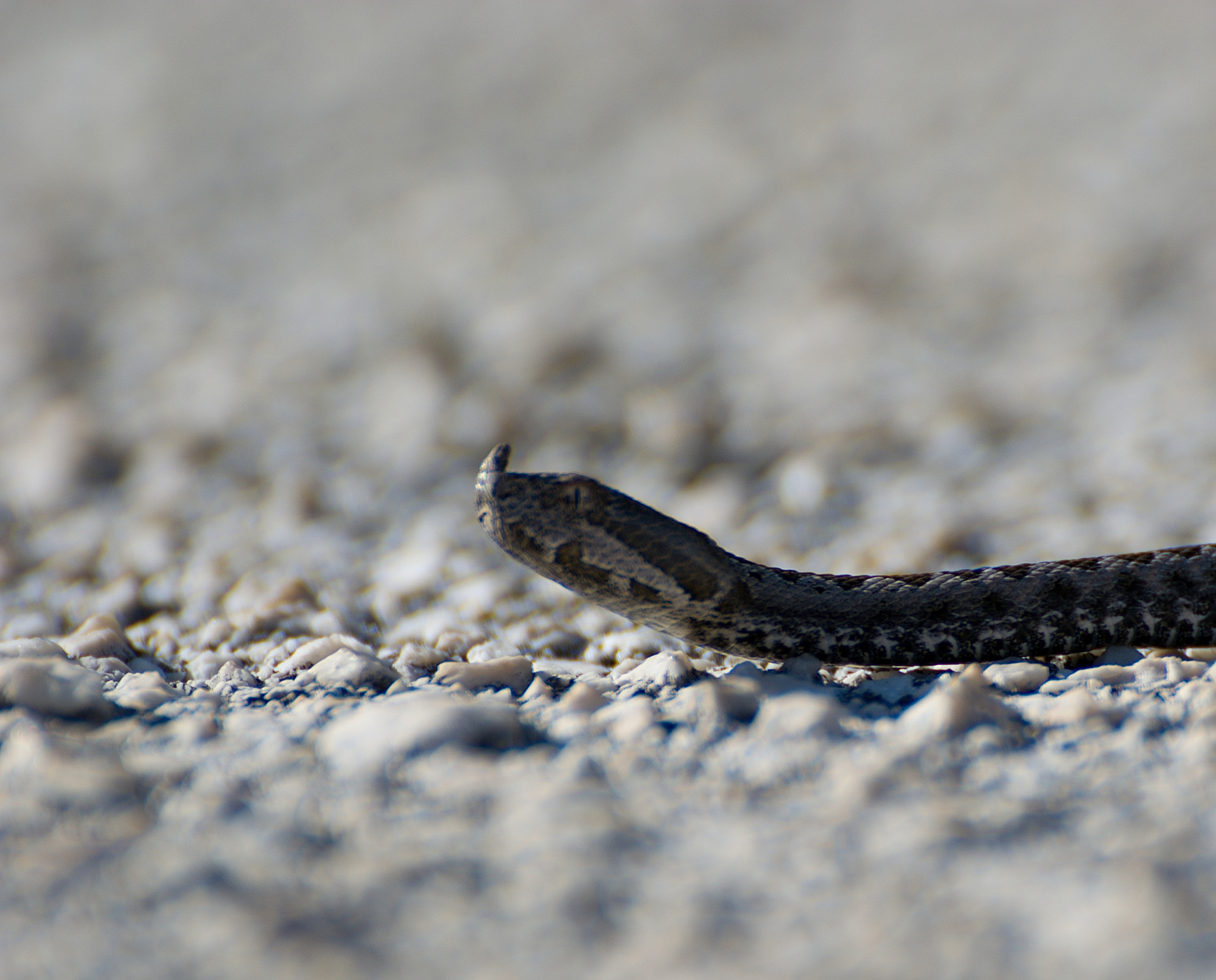 Nikon D5200 sample photo. Baby viper photography