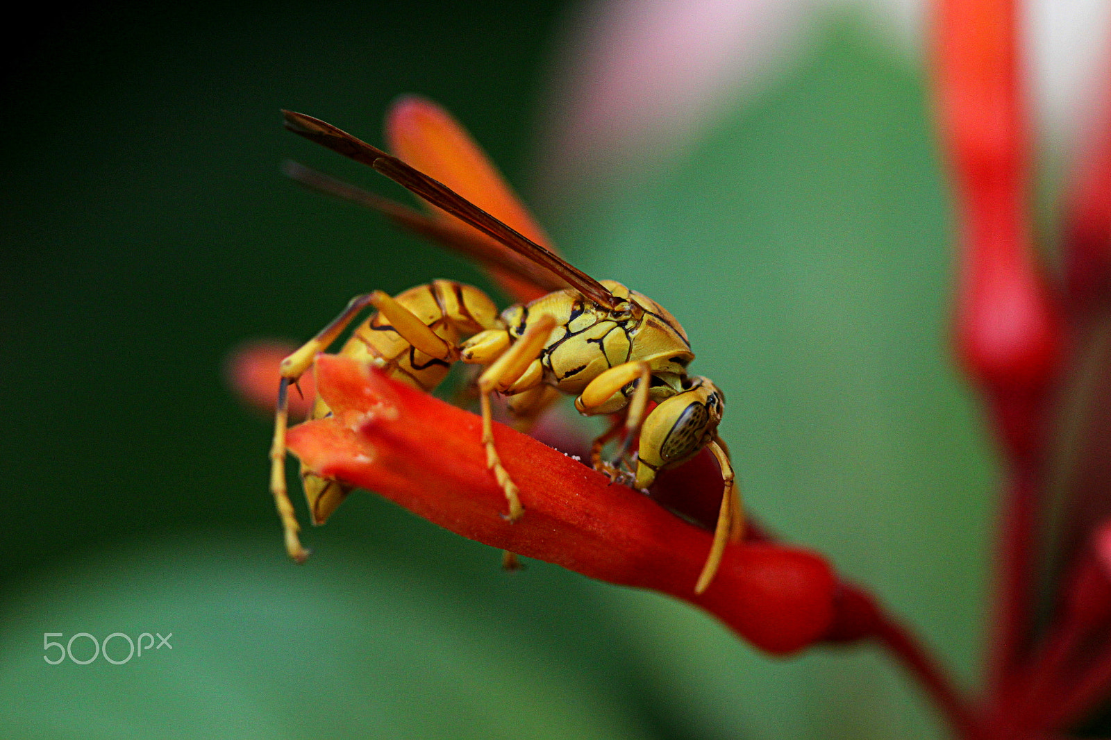Canon EF 100mm F2.8 Macro USM sample photo. The wasp photography