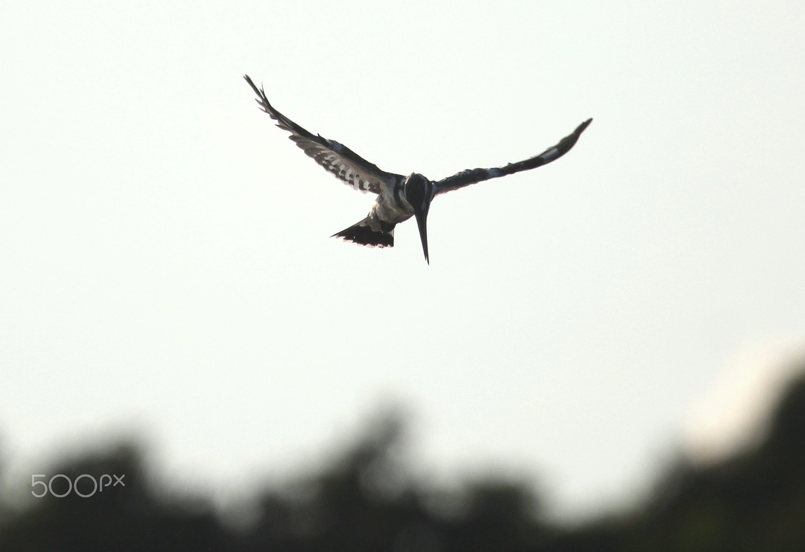 Canon EOS 550D (EOS Rebel T2i / EOS Kiss X4) sample photo. Pied kingfisher photography