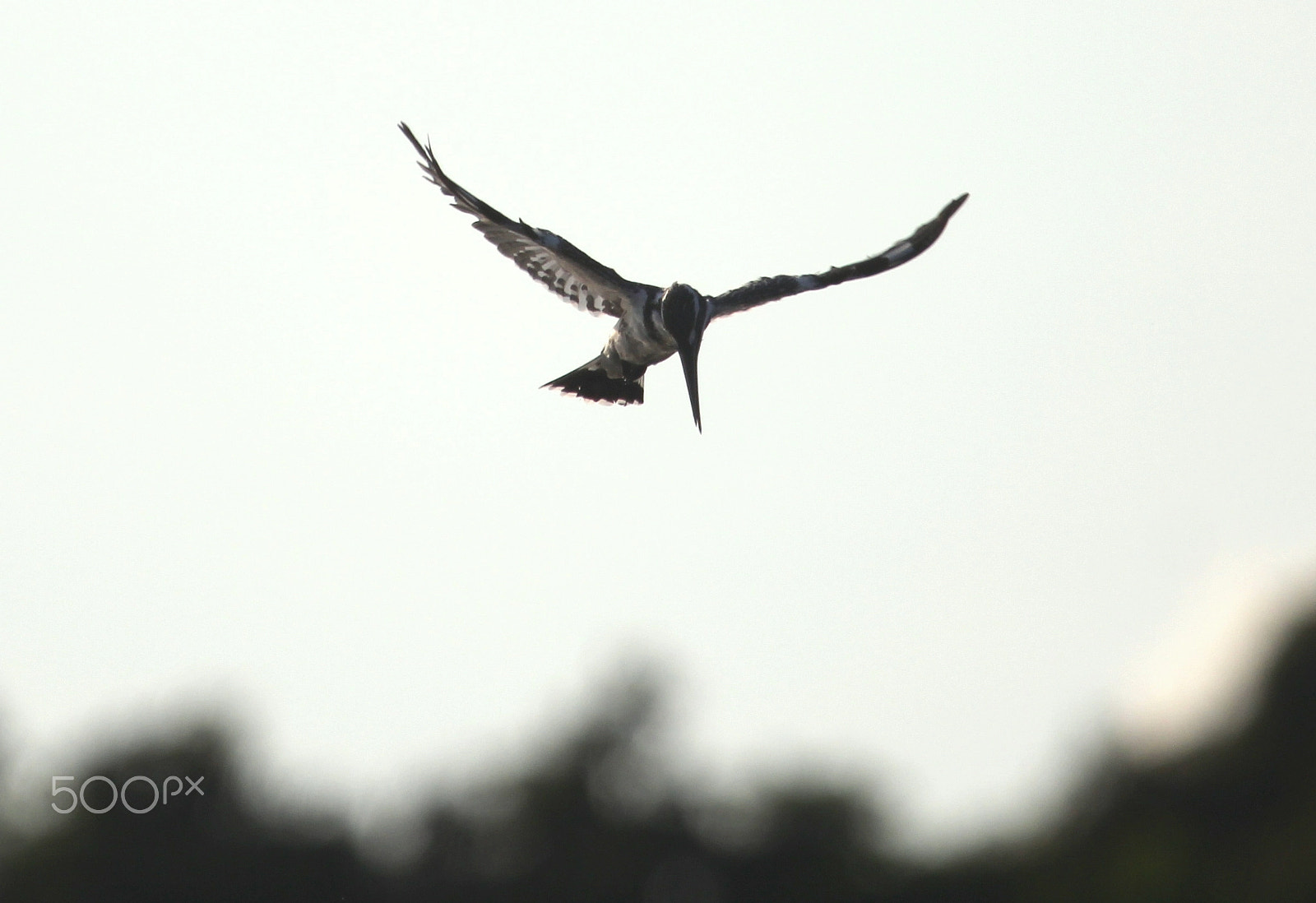 Canon EF 100-400mm F4.5-5.6L IS USM sample photo. Pied kingfisher photography
