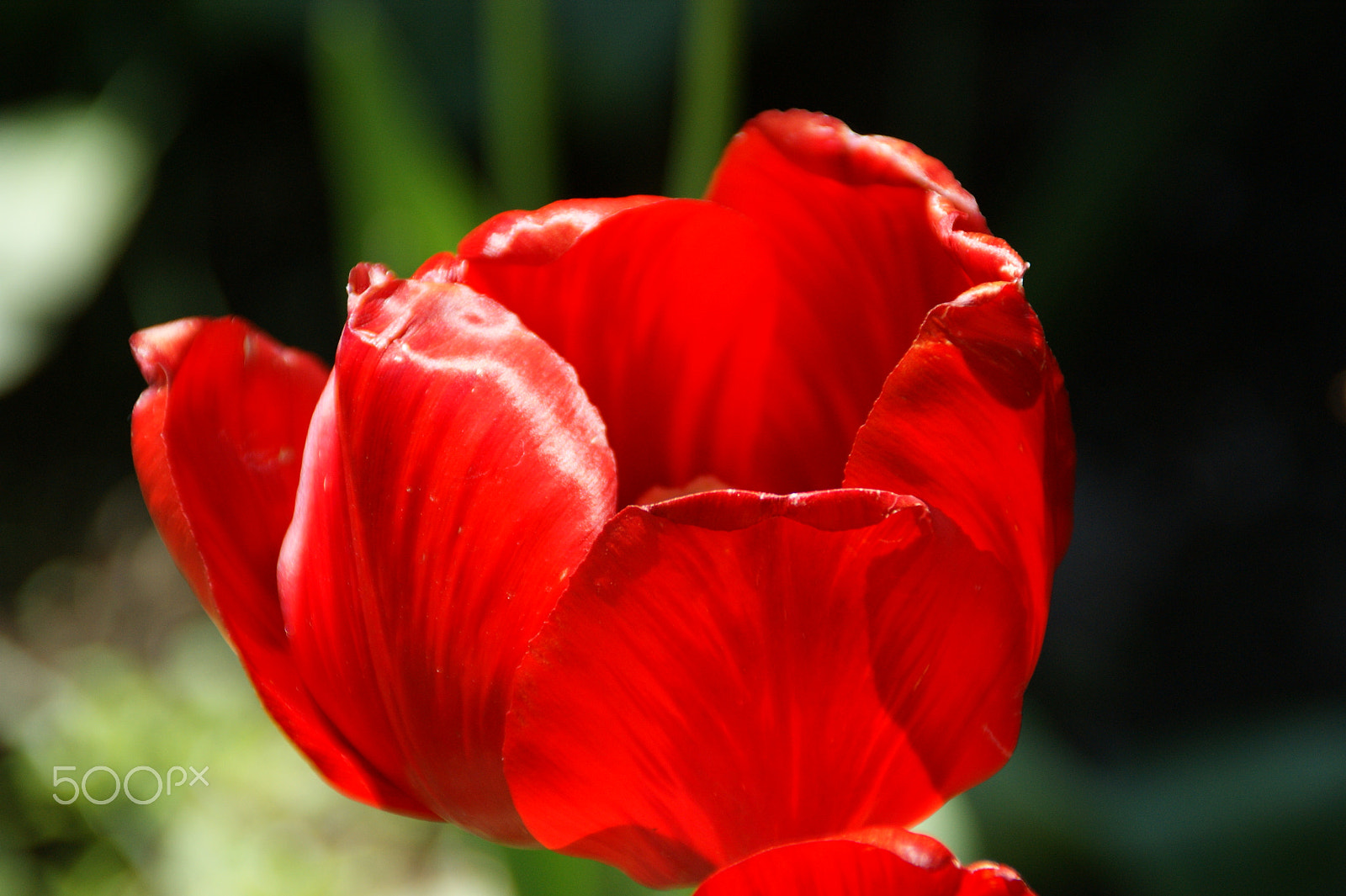 Sony DT 18-200mm F3.5-6.3 sample photo. Red tulip photography