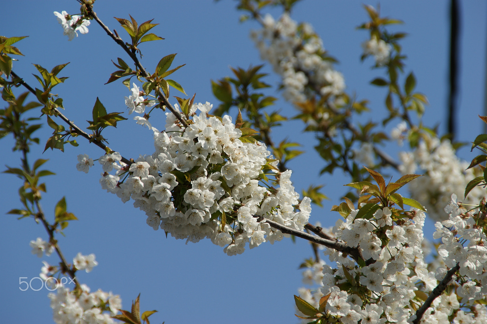Sony DT 18-200mm F3.5-6.3 sample photo. Blossomed tree photography