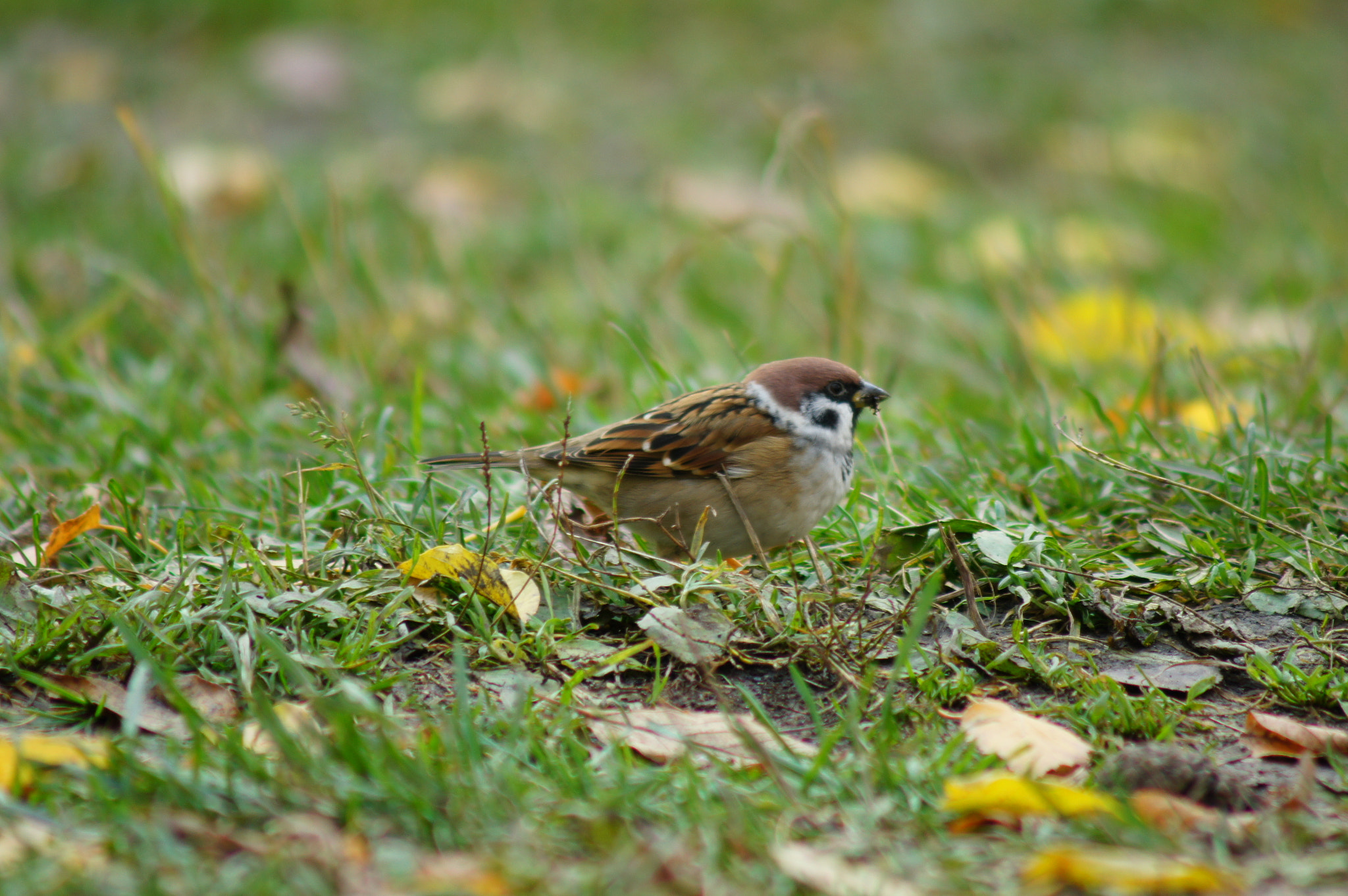 Sony Alpha DSLR-A450 + Minolta AF 100-300mm F4.5-5.6 sample photo