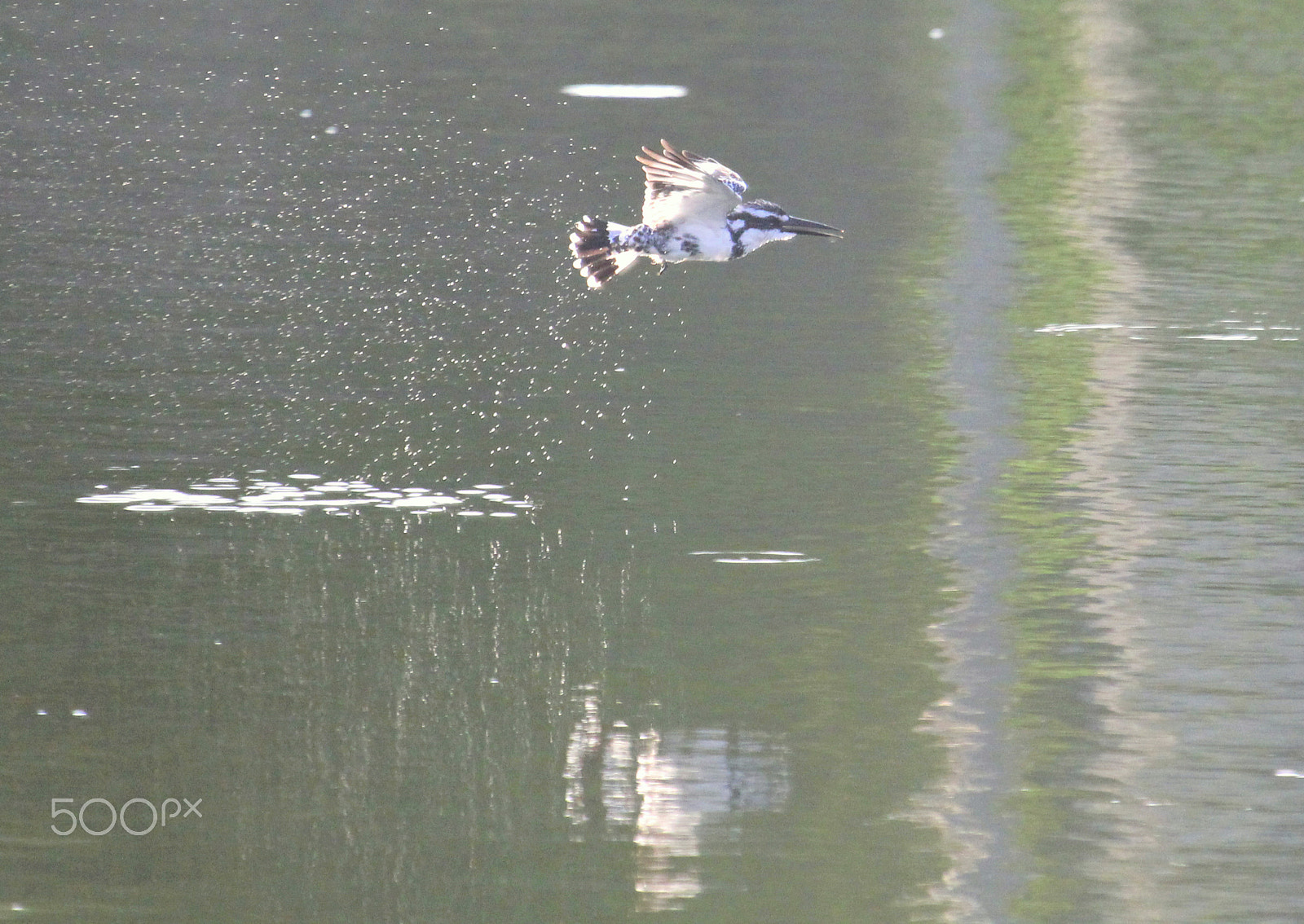 Canon EF 100-400mm F4.5-5.6L IS USM sample photo. Catch caught caught !! photography