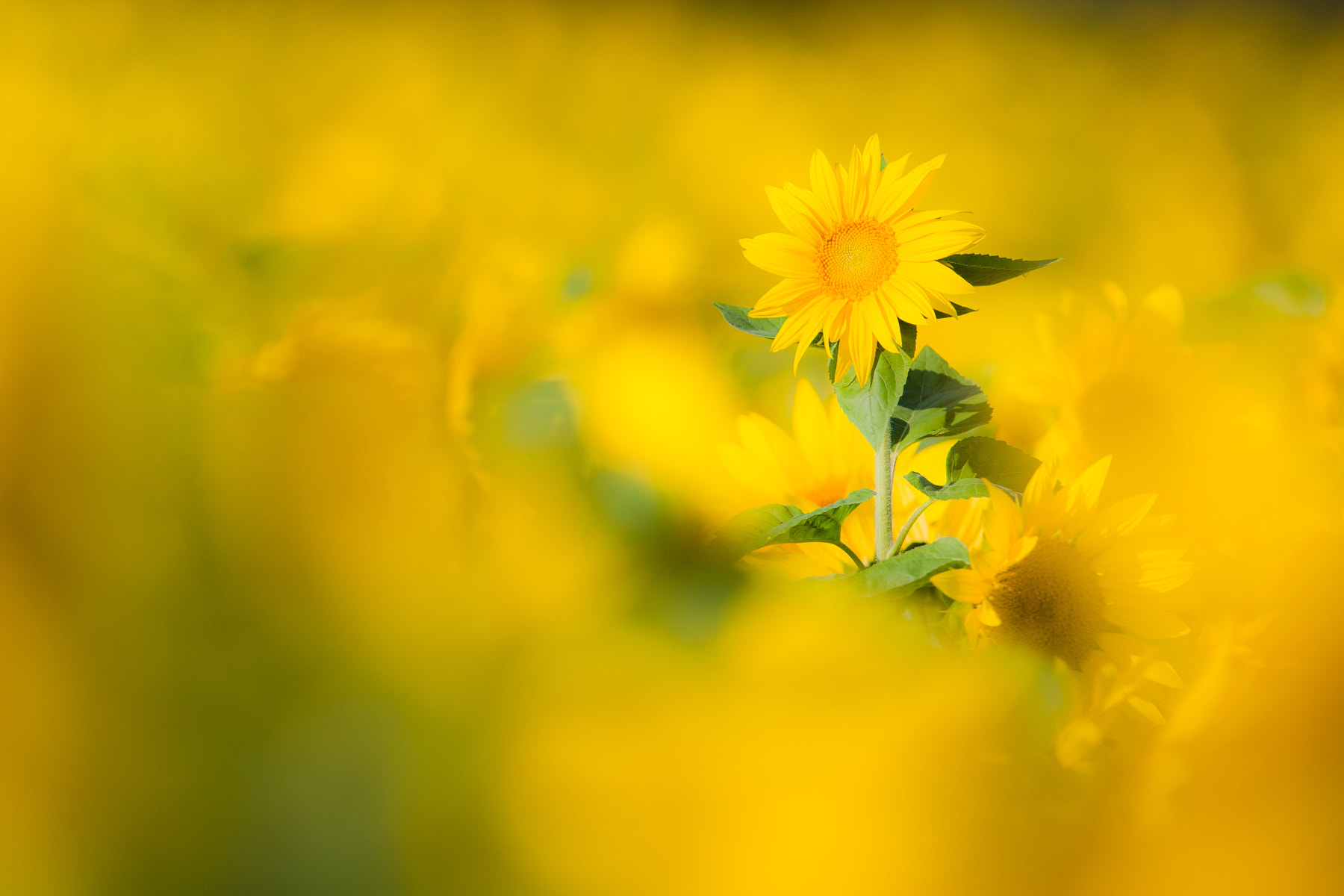 Canon EF 400mm F2.8L IS USM sample photo. Sunflower photography