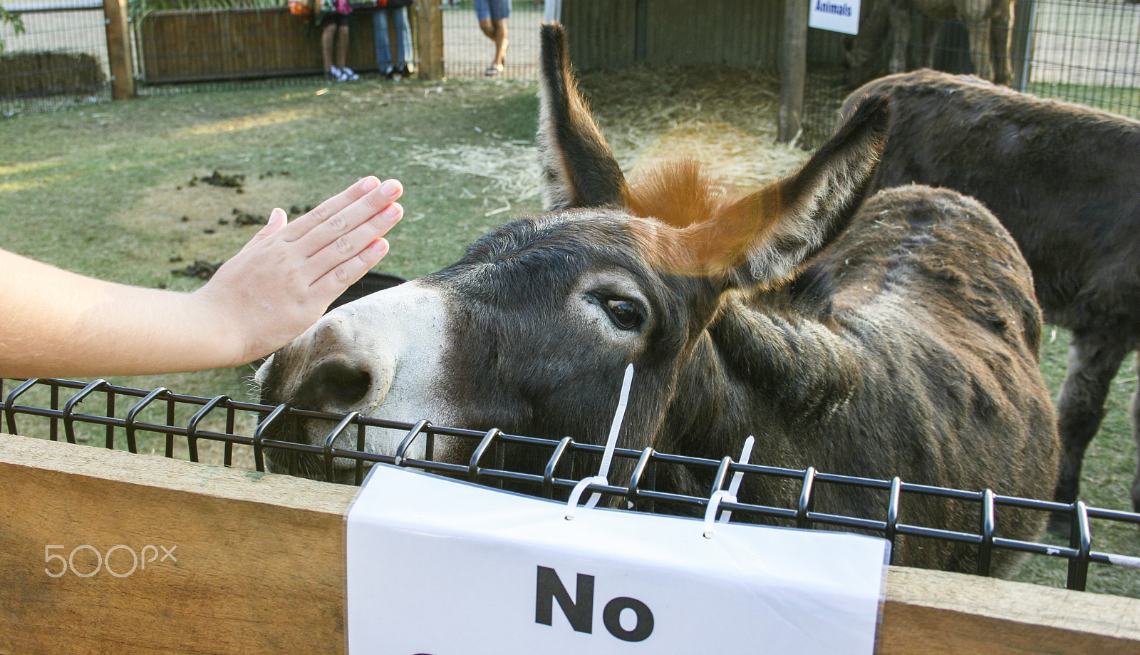 Canon EF-S 18-55mm f/3.5-5.6 USM sample photo. Hey wait a donkey. photography