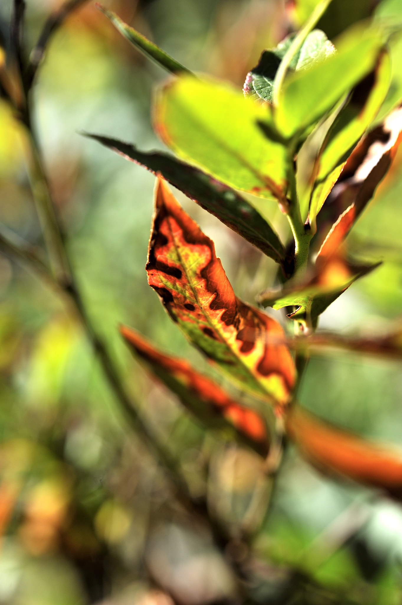 Nikon D700 sample photo. Colors of leaf photography