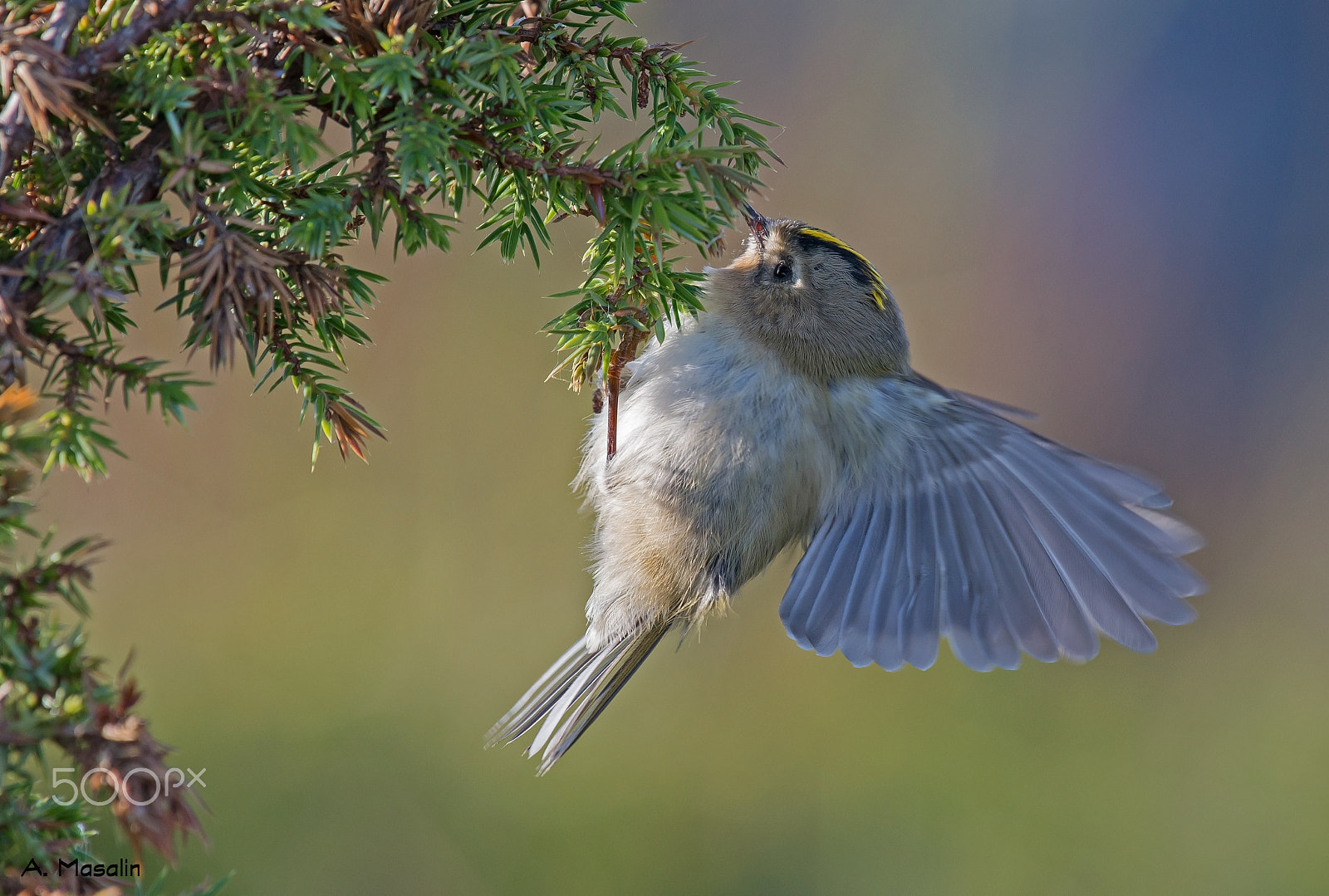 Nikon AF-S Nikkor 200-500mm F5.6E ED VR sample photo. Goldcrest photography