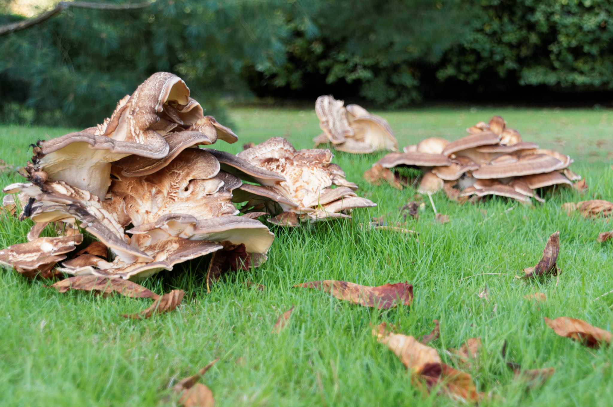 Pentax K-3 II + Pentax smc DA 18-270mm F3.5-6.3 ED SDM sample photo. Fungi photography