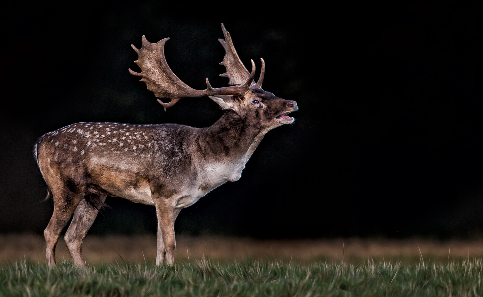 Canon EF 500mm F4L IS USM sample photo. Rutting season has started.... photography