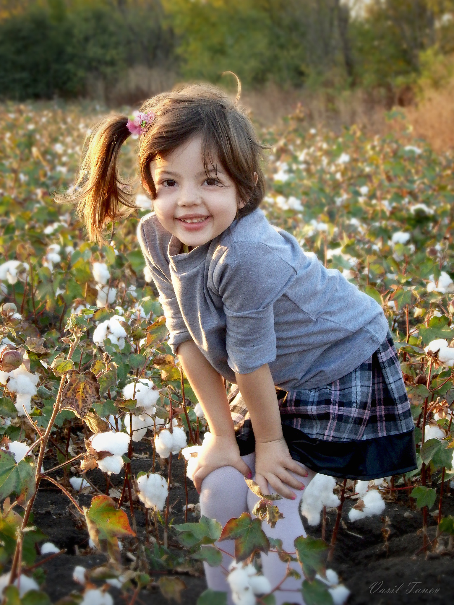 Olympus SH-60 sample photo. In the cotton fields... photography