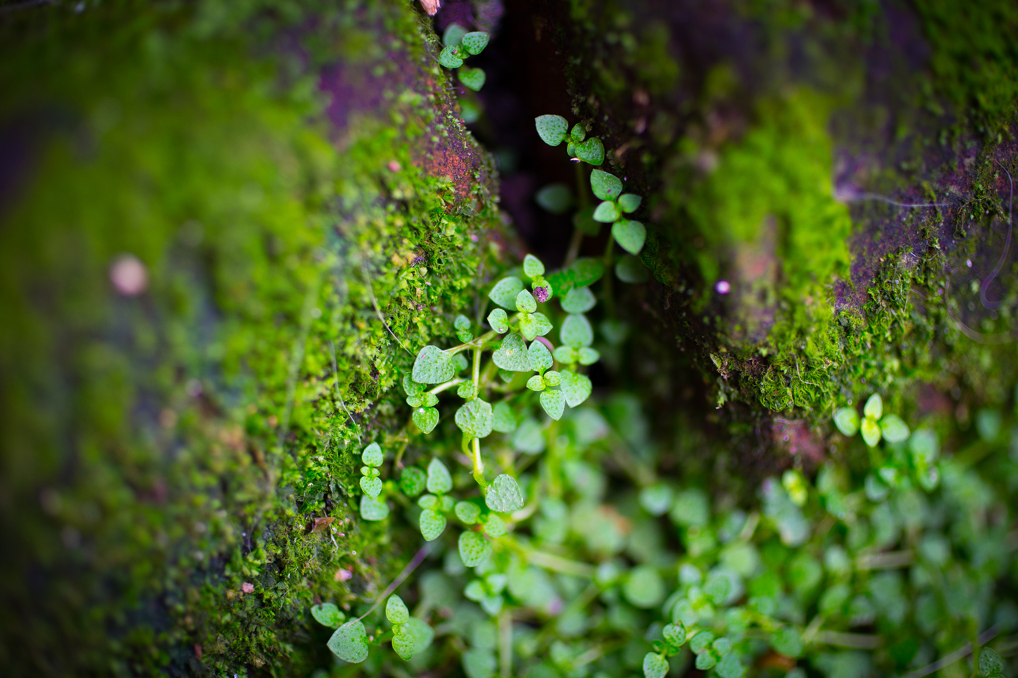 Canon EOS 6D + Canon EF 50mm F2.5 Macro sample photo. Found her place photography