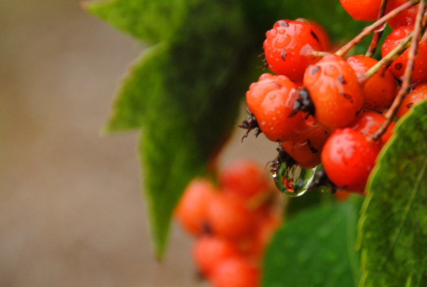 Nikon D3000 sample photo. After the rain photography
