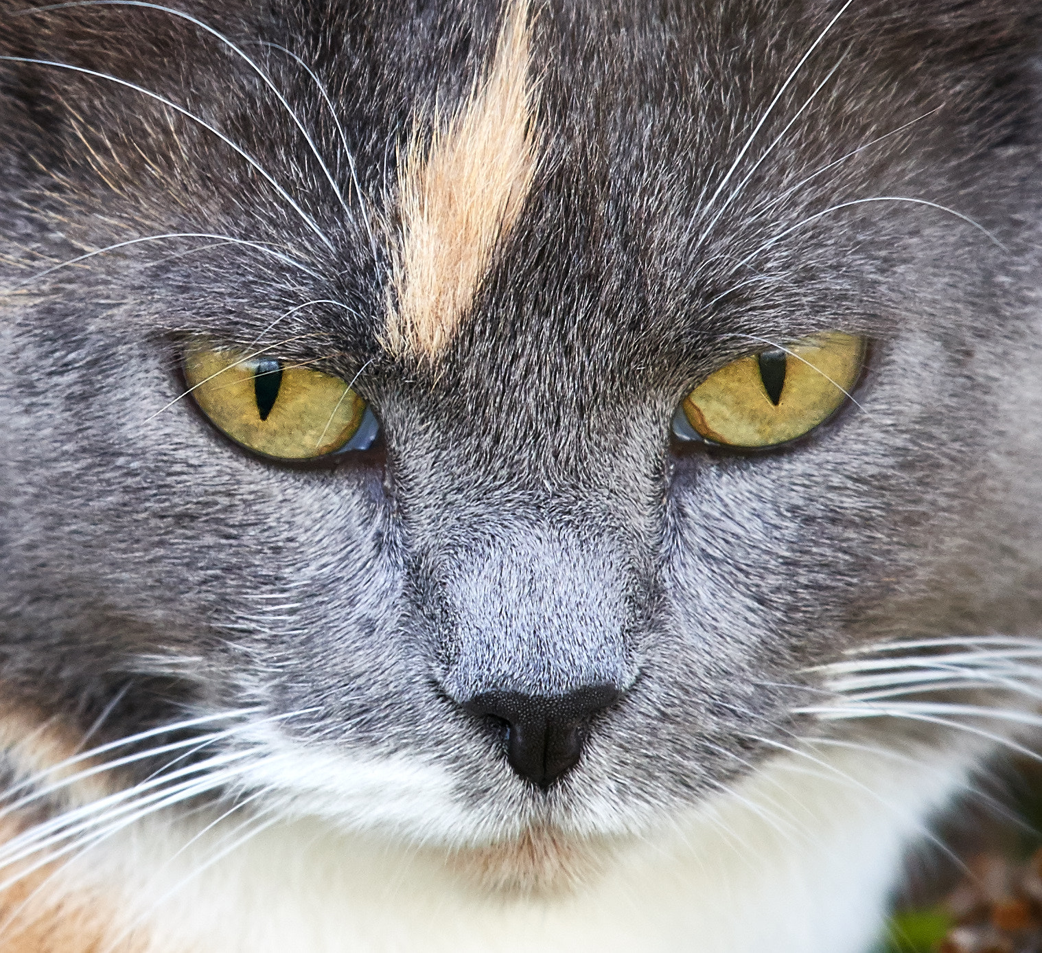 Nikon AF-S Nikkor 300mm f/4E PF ED VR sample photo. Cat photography