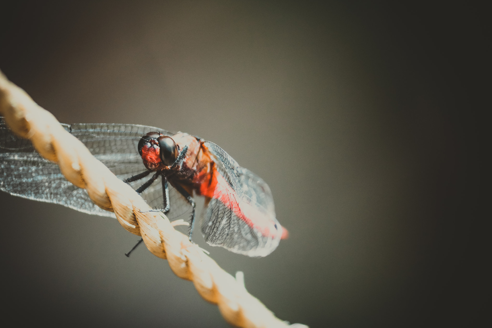 Canon EOS 750D (EOS Rebel T6i / EOS Kiss X8i) sample photo. Dragon fly  photography