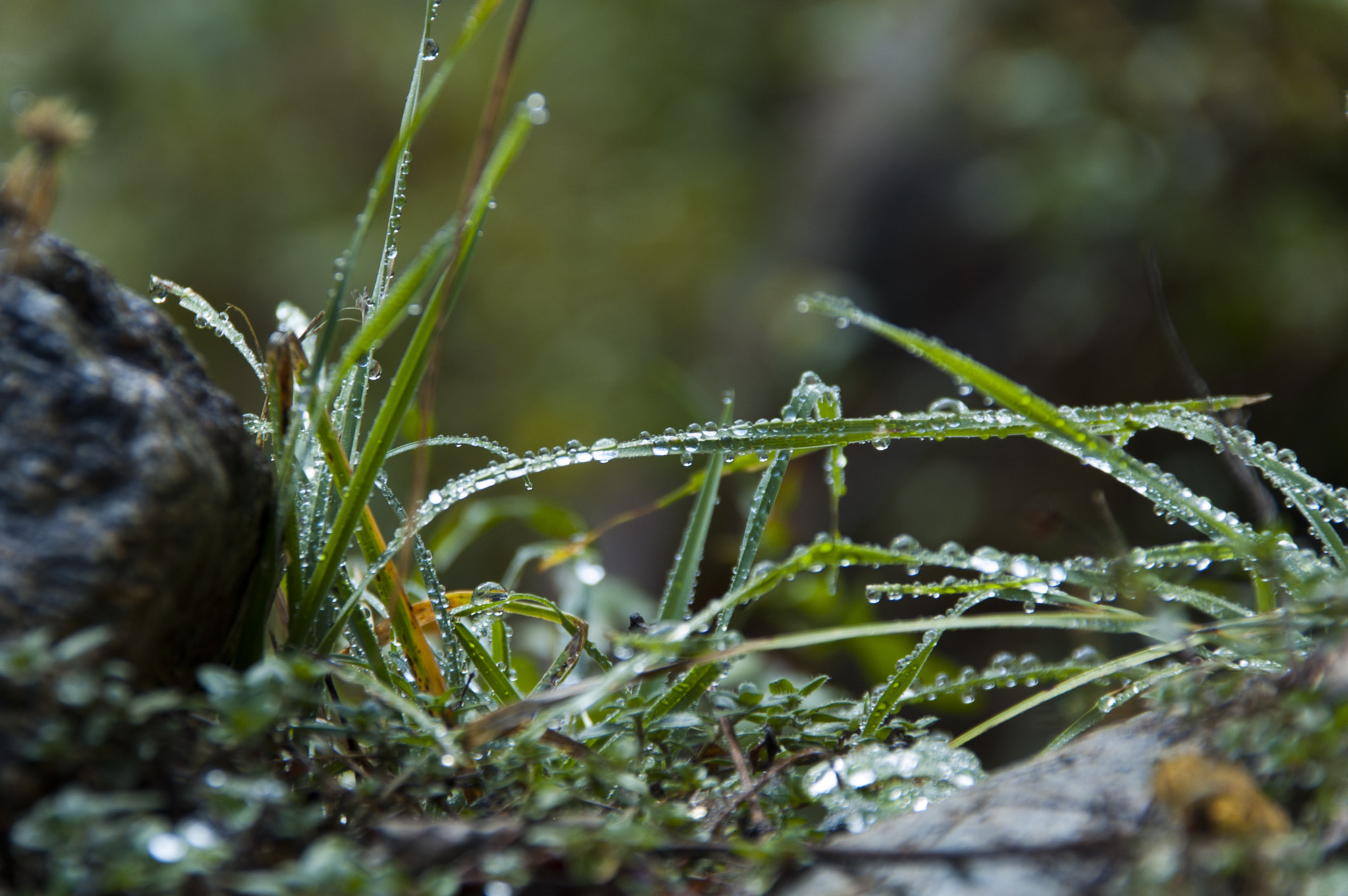 Sigma 18-200mm F3.5-6.3 DC OS HSM sample photo. Rugiada photography