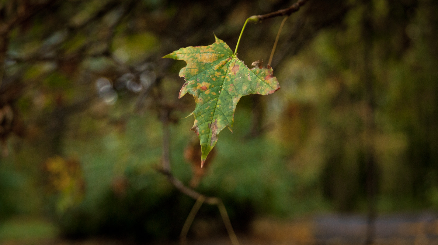 Sony Alpha DSLR-A390 + Sony DT 18-55mm F3.5-5.6 SAM sample photo. Green photography