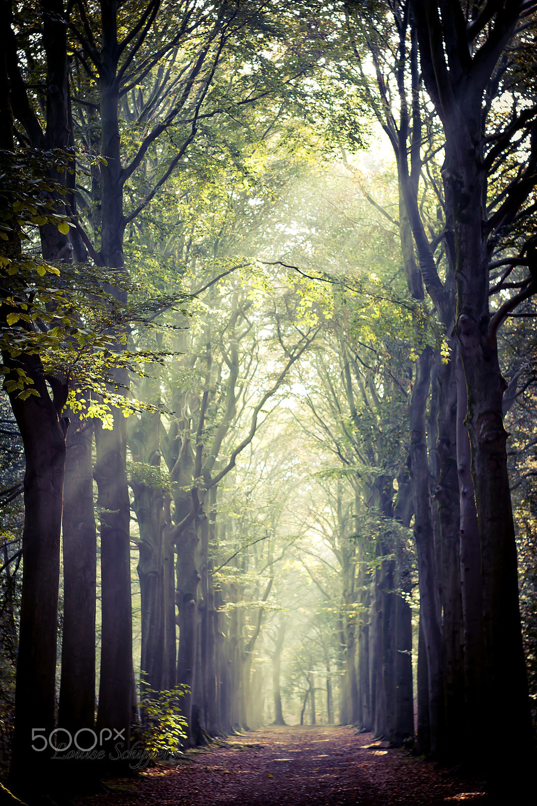 Canon 1-65535mm sample photo. And suddenly i heard the sound of a playing harp... photography