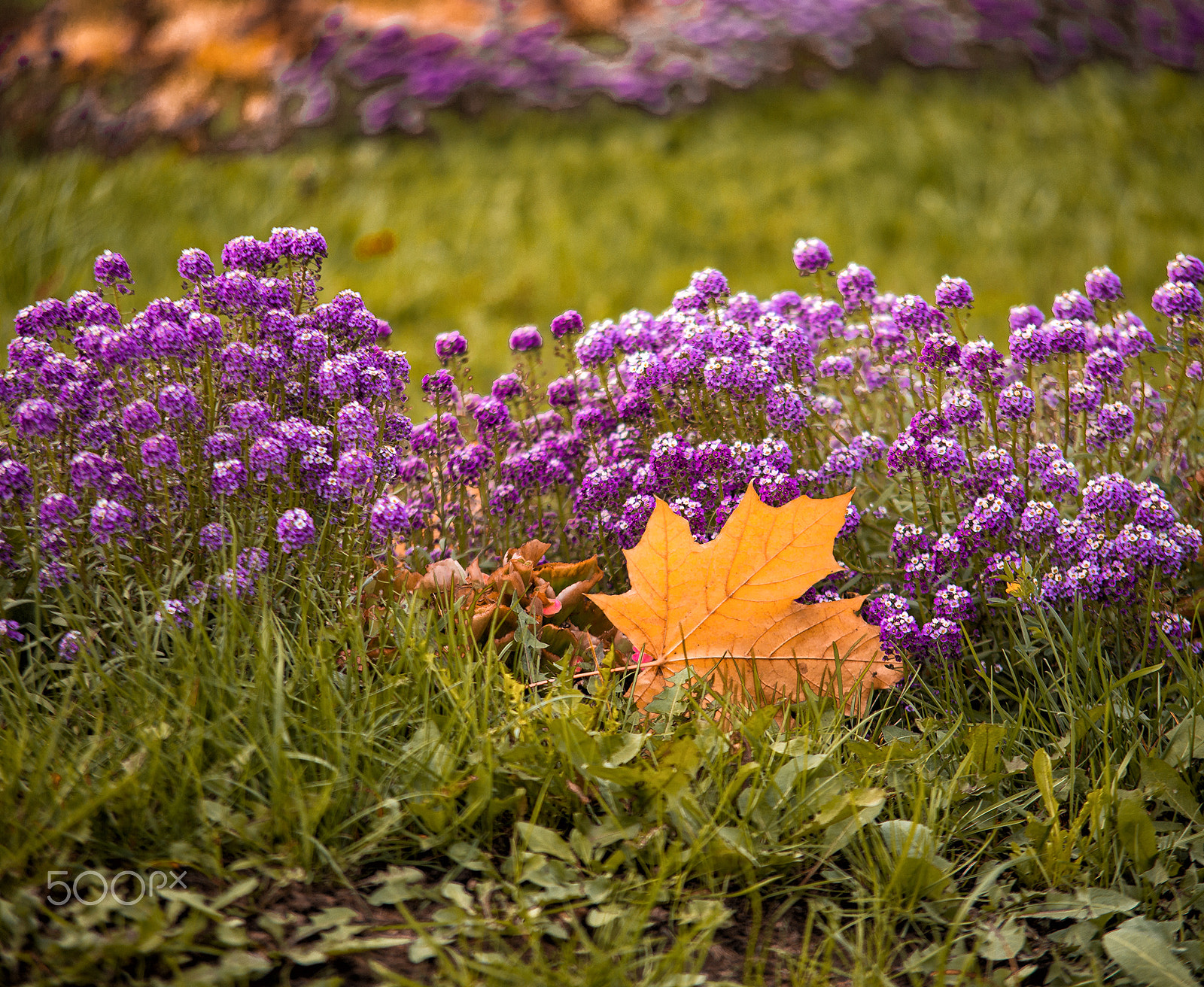 Sigma UC Zoom 35-135mm f/4-5.6 sample photo. В осеннем парке photography