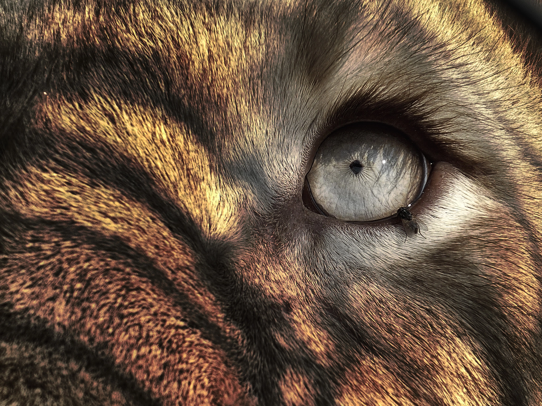 Panasonic Lumix DMC-FS3 sample photo. The eye of the lion photography