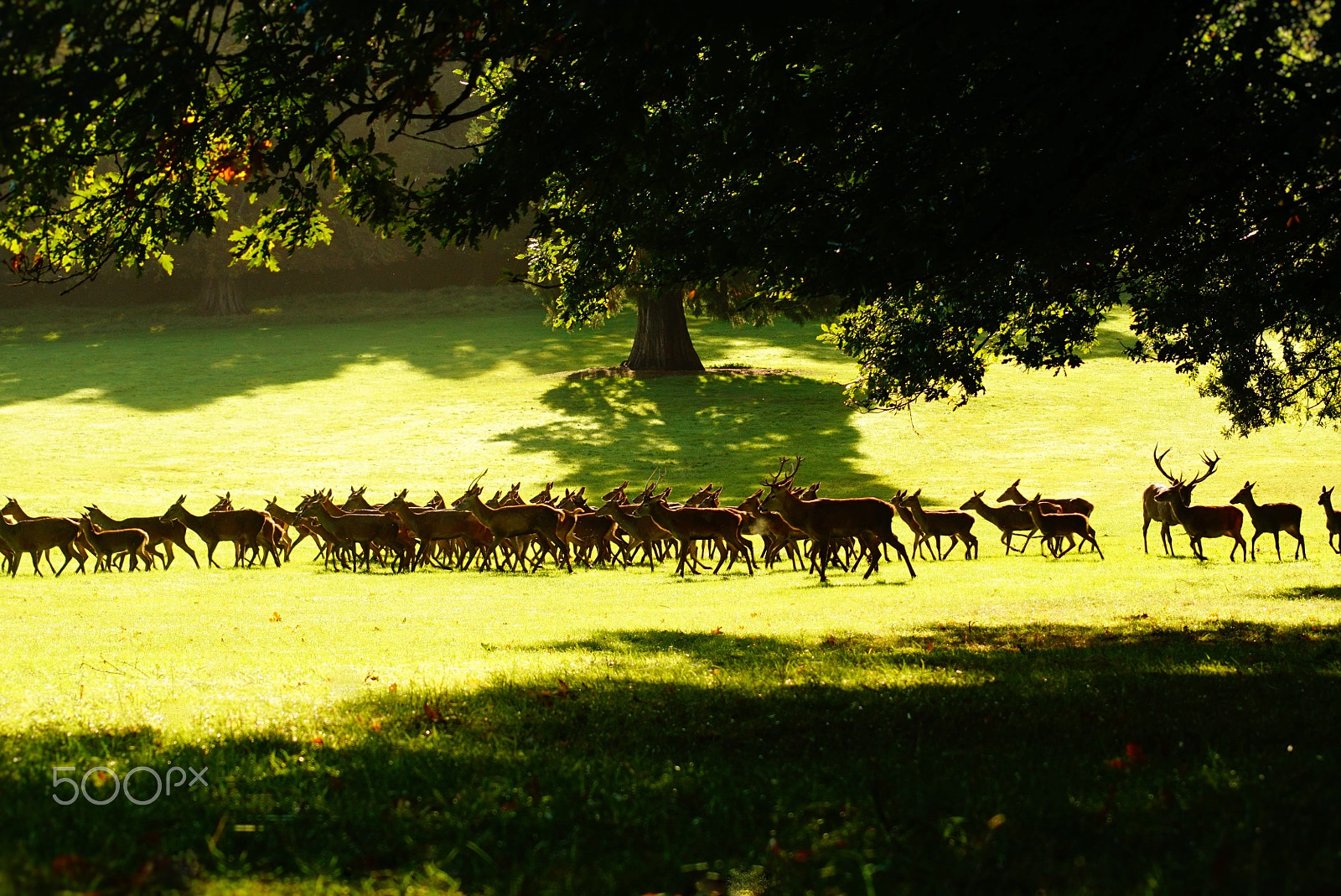Sony 75-300mm F4.5-5.6 sample photo. Deer park photography