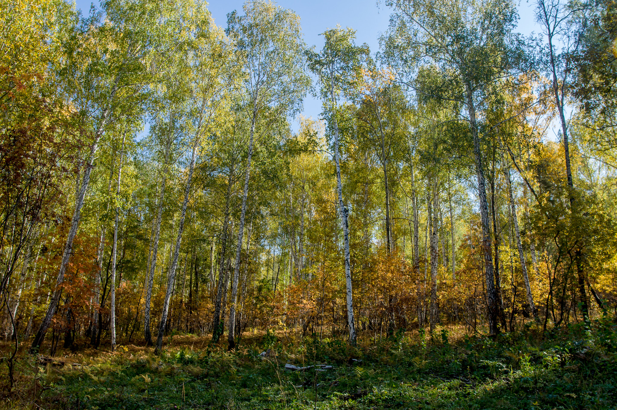 Sony Alpha DSLR-A450 sample photo. Autumn forest photography