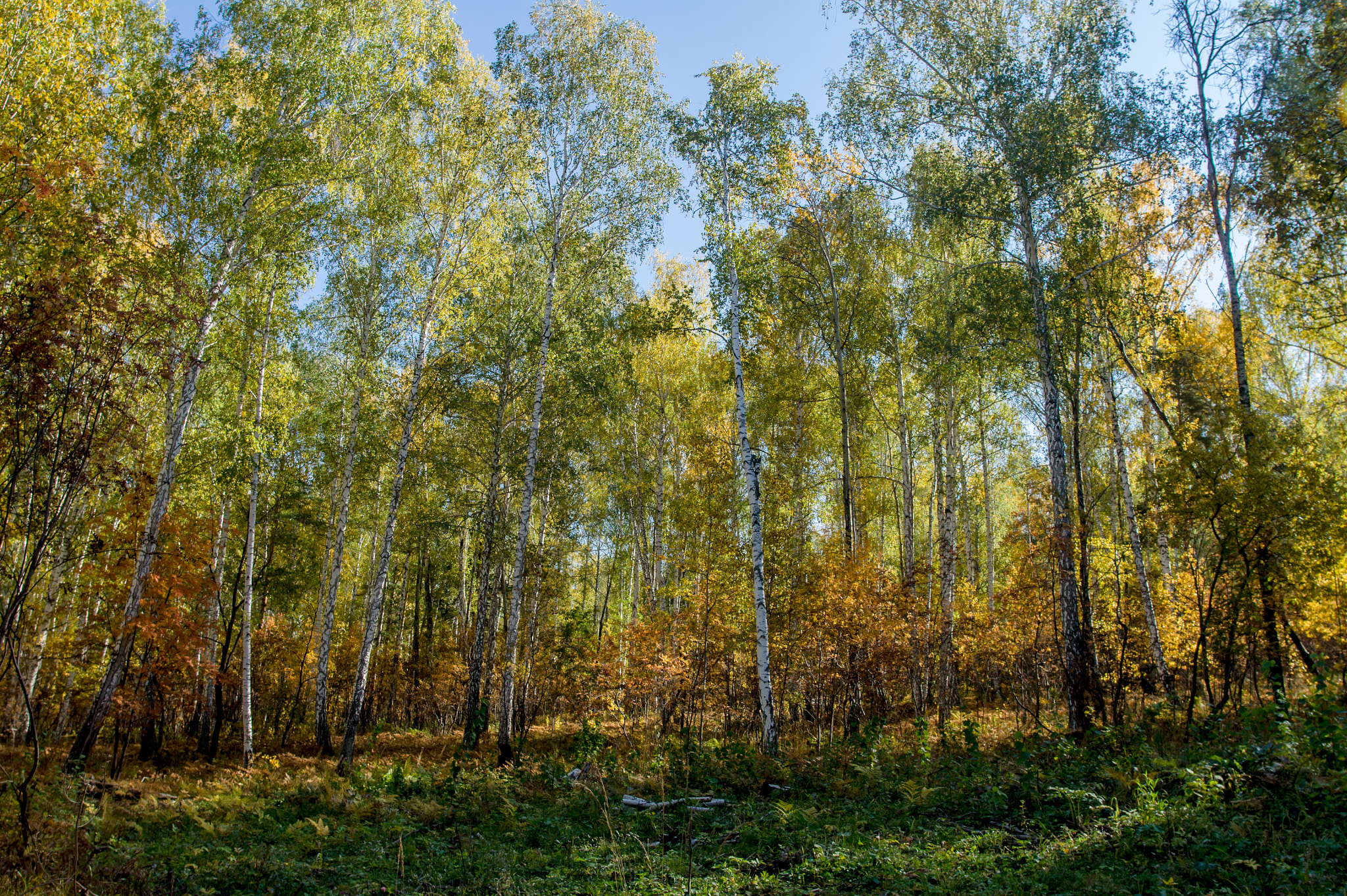 Sigma 20mm F1.8 EX DG Aspherical RF sample photo. Autumn forest photography